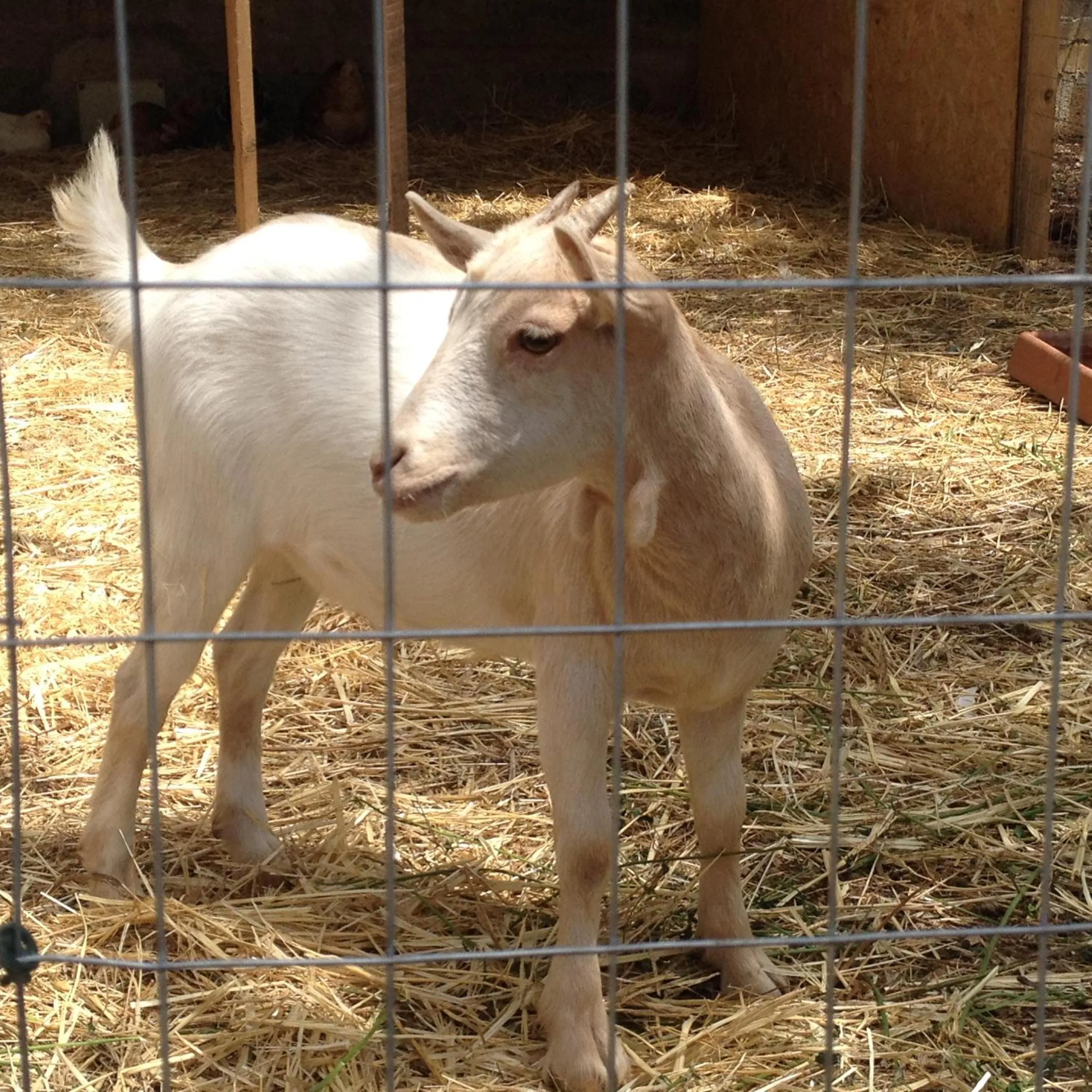 Casale Torre San Magno