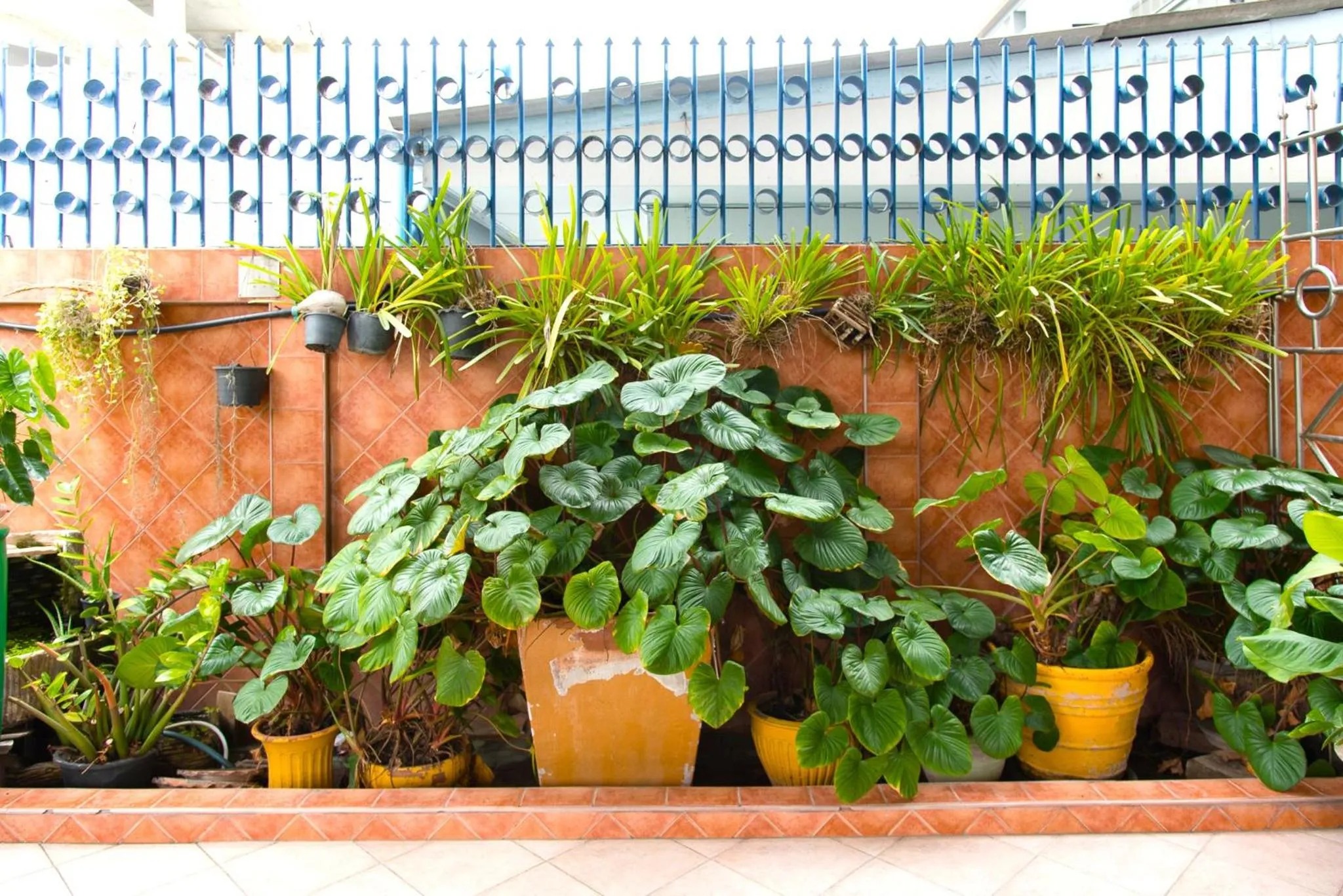 Garden in Hua Hin Loft