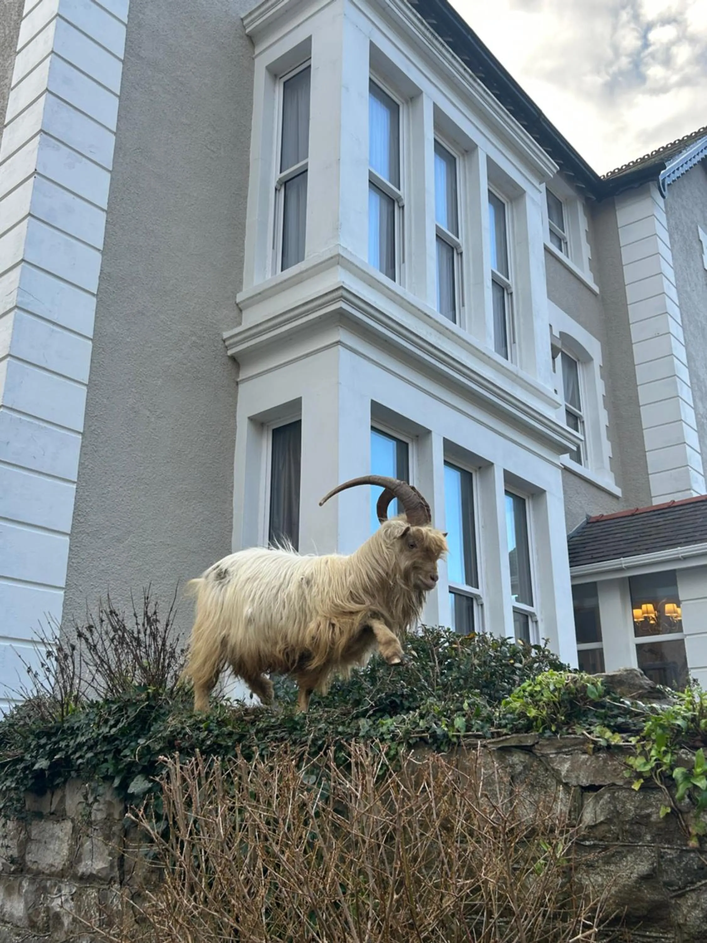 Animals in Lansdowne House with Private Car Park