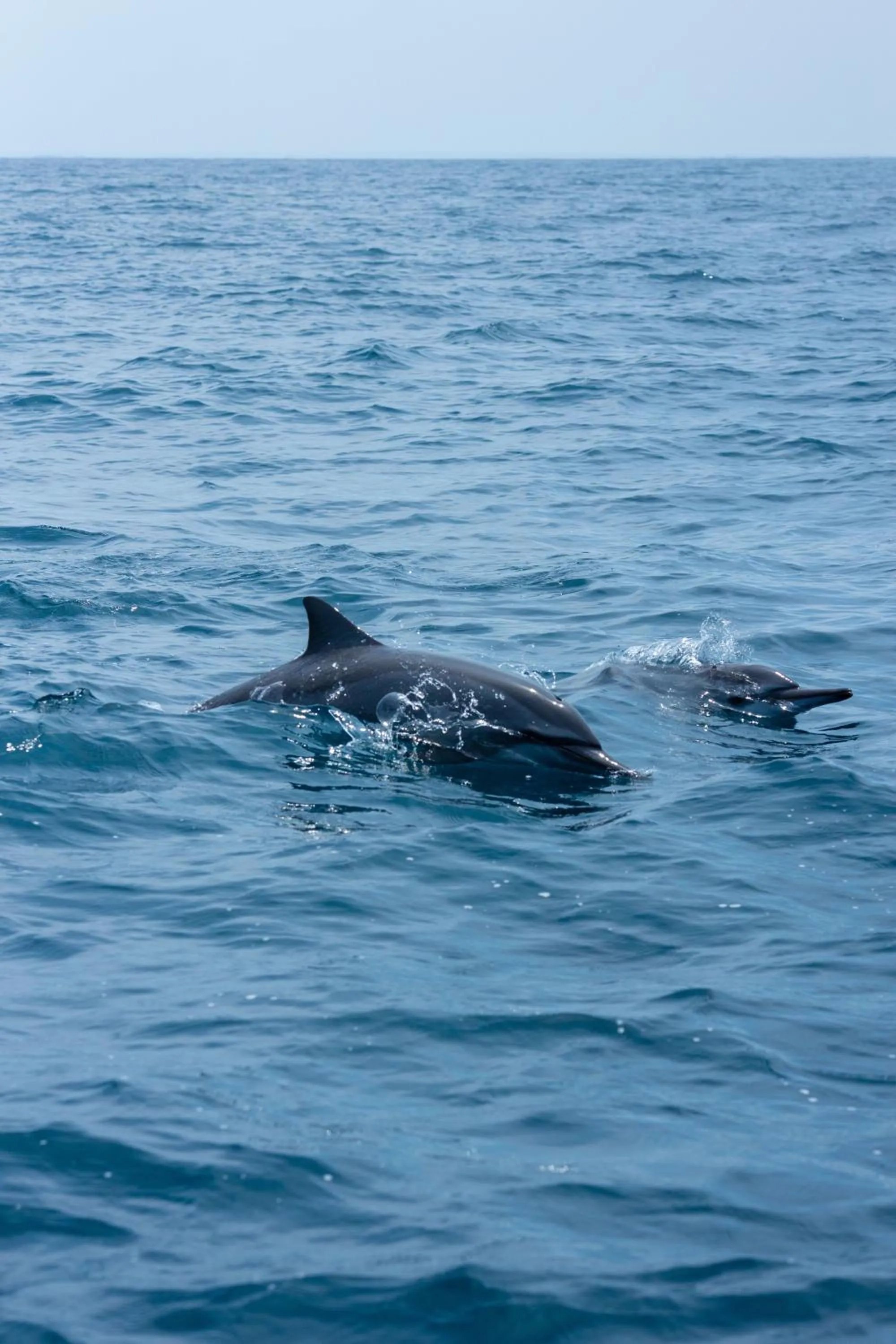 Animals in Elements Beach & Nature Resort