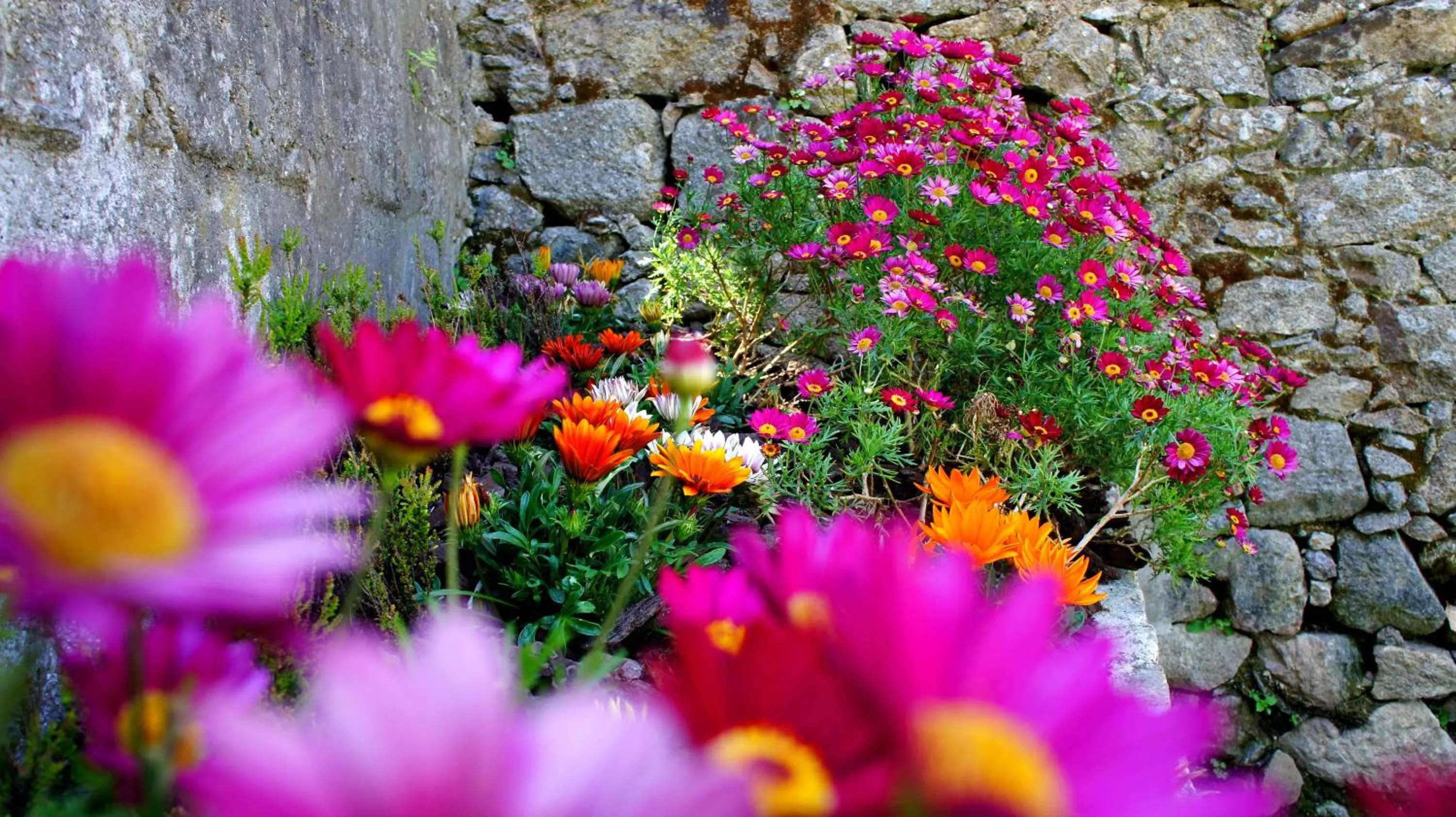 Spring in Hostel Gaia Porto