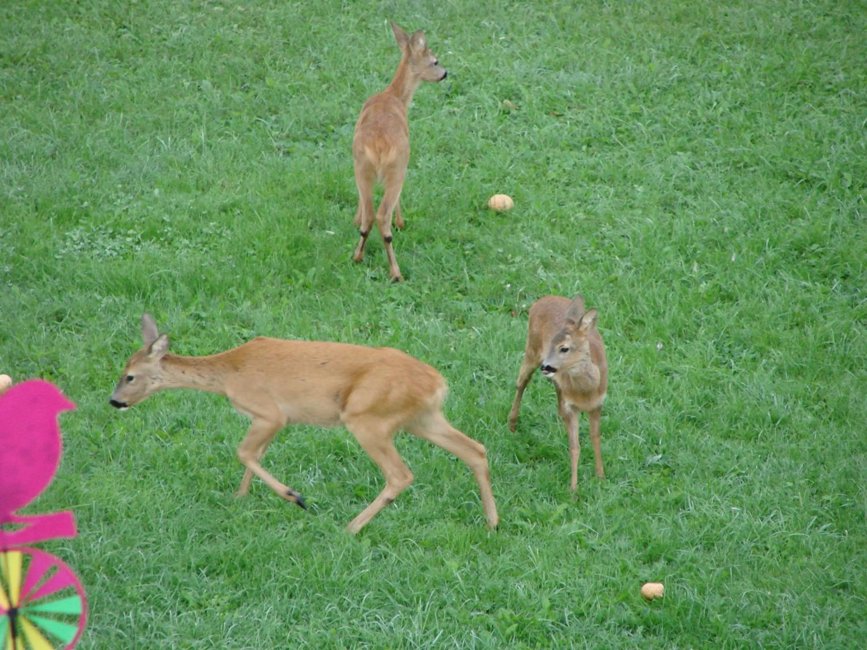 Animals in Hotel Villa Gaia