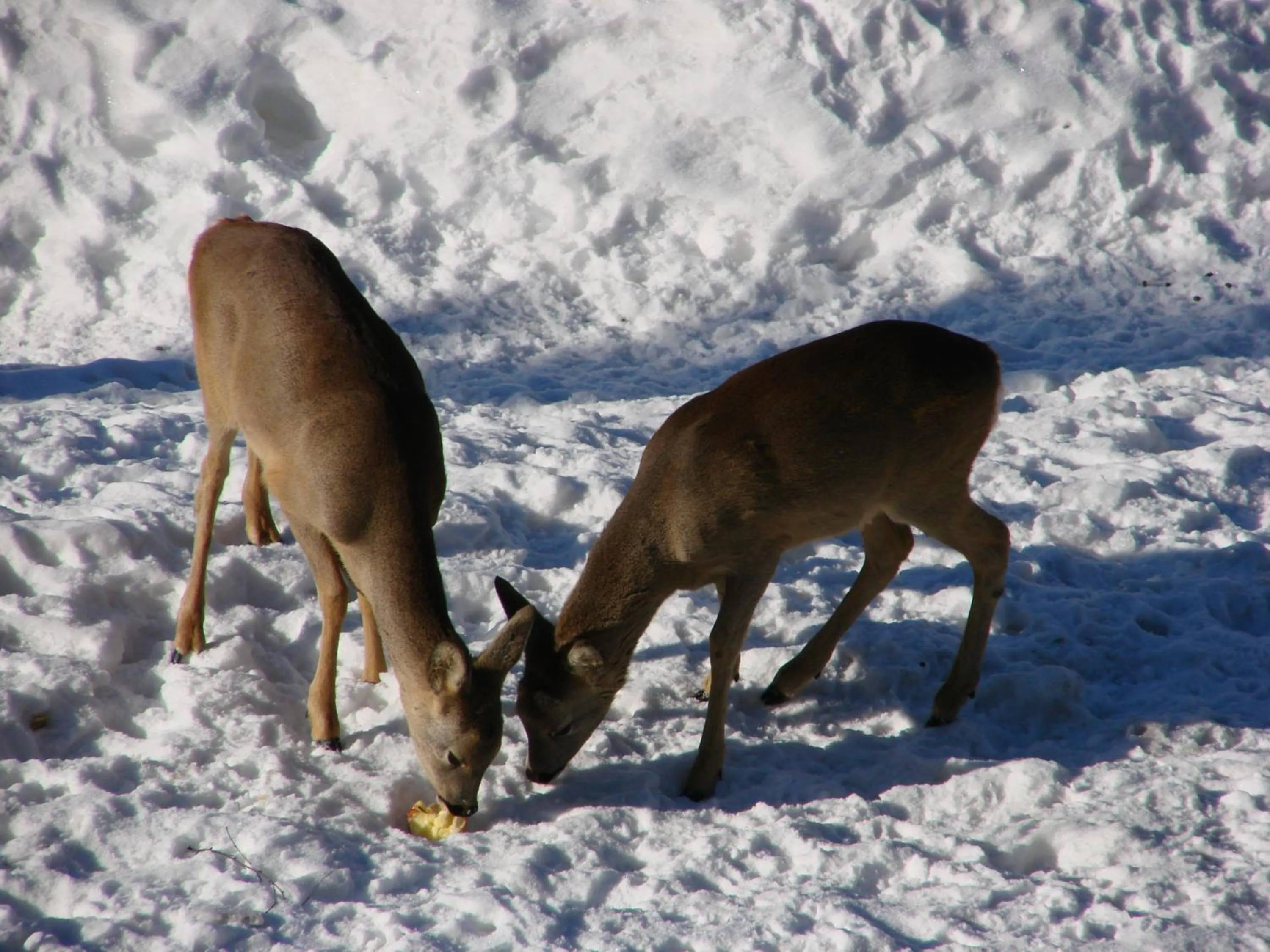 Animals in Hotel Villa Gaia