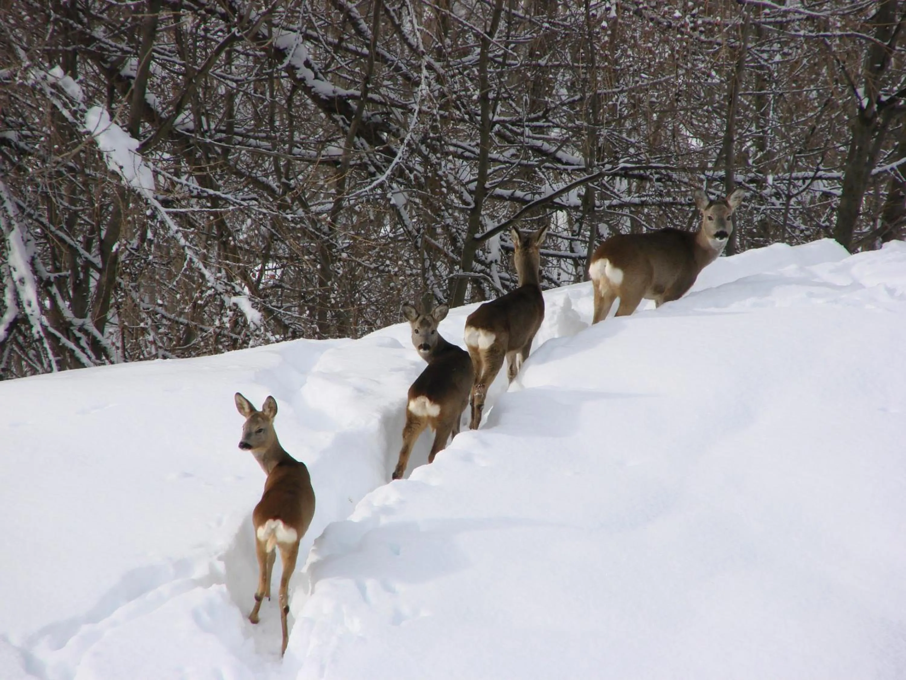 Natural landscape in Hotel Villa Gaia