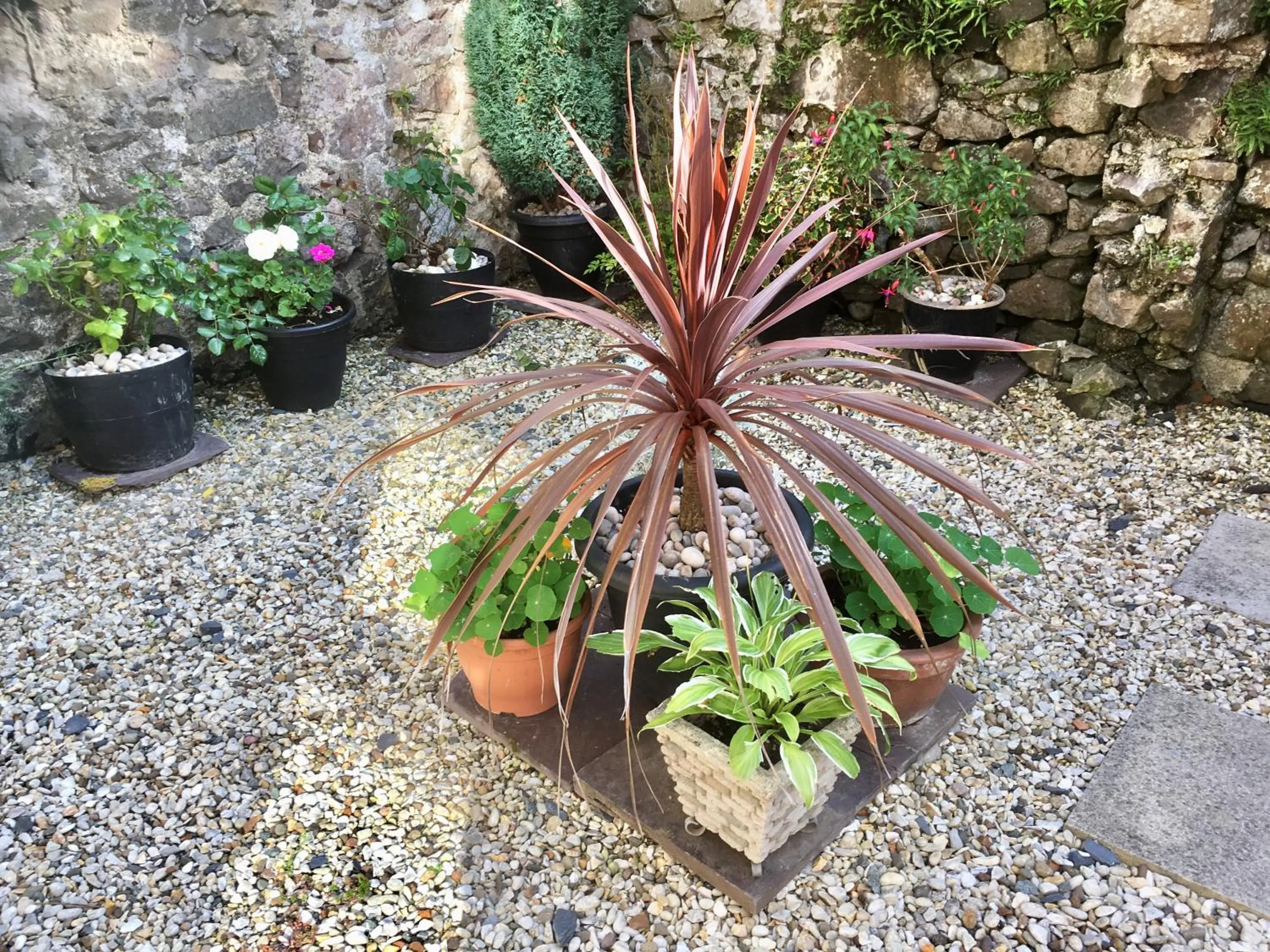 Garden in Chapel St Apartments