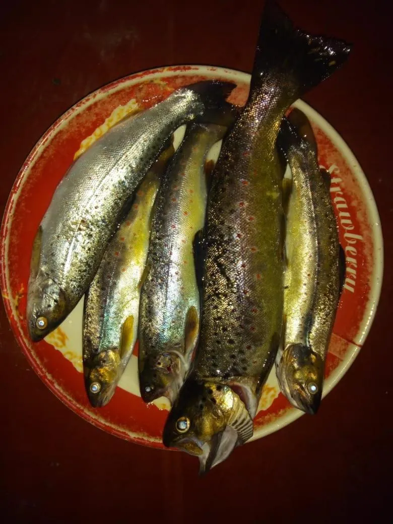 Vamoose Bhutia Homestay