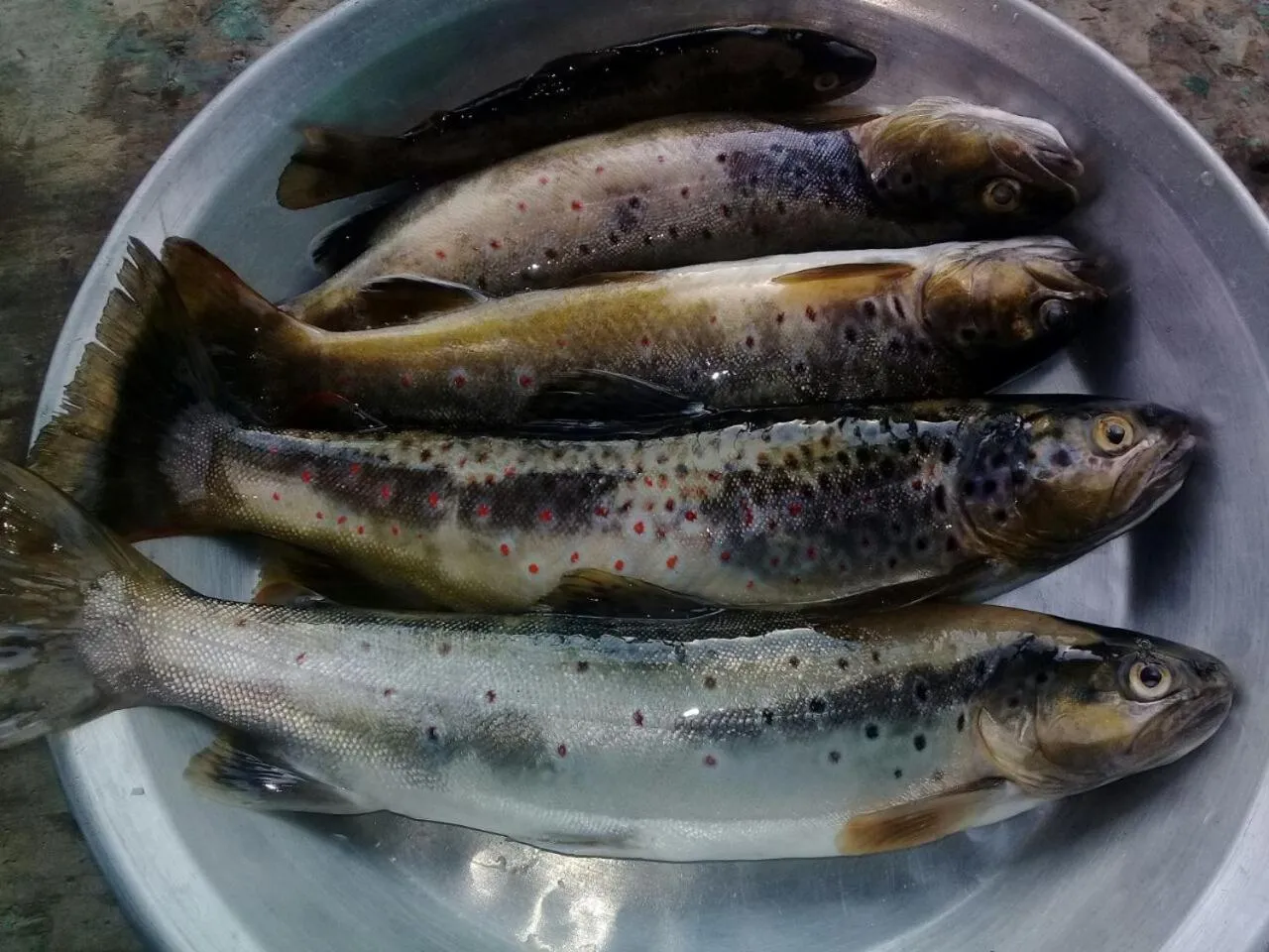 Vamoose Bhutia Homestay