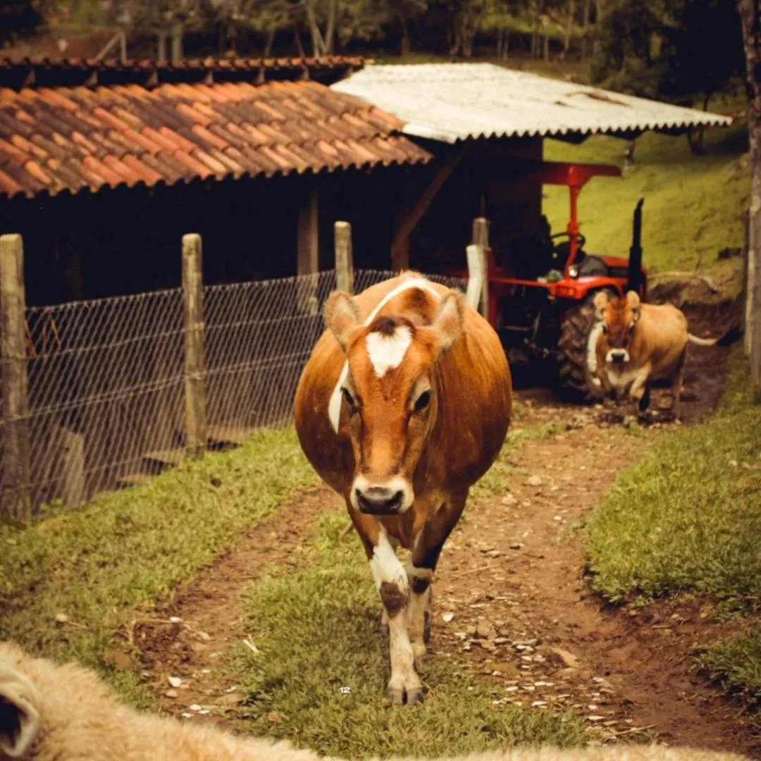 Animals in Hotel Bangalôs da Serra