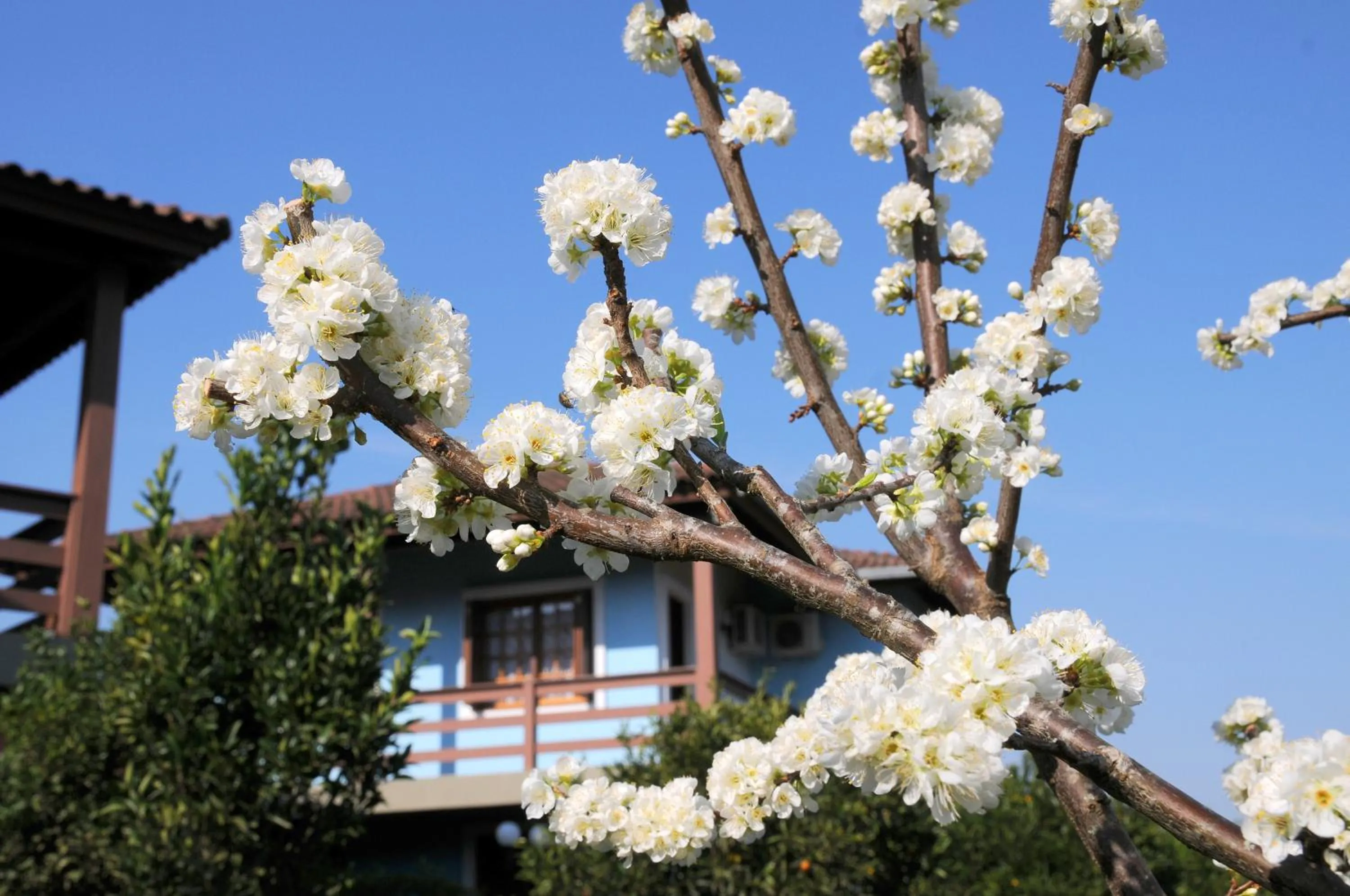 Garden in Hotel Bangalôs da Serra