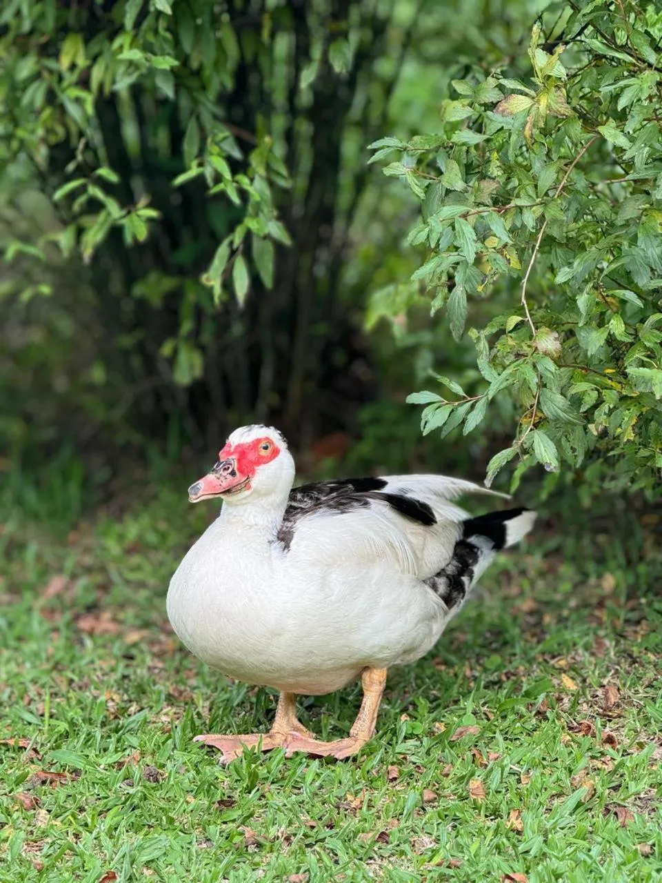 Animals in Hotel Bangalôs da Serra