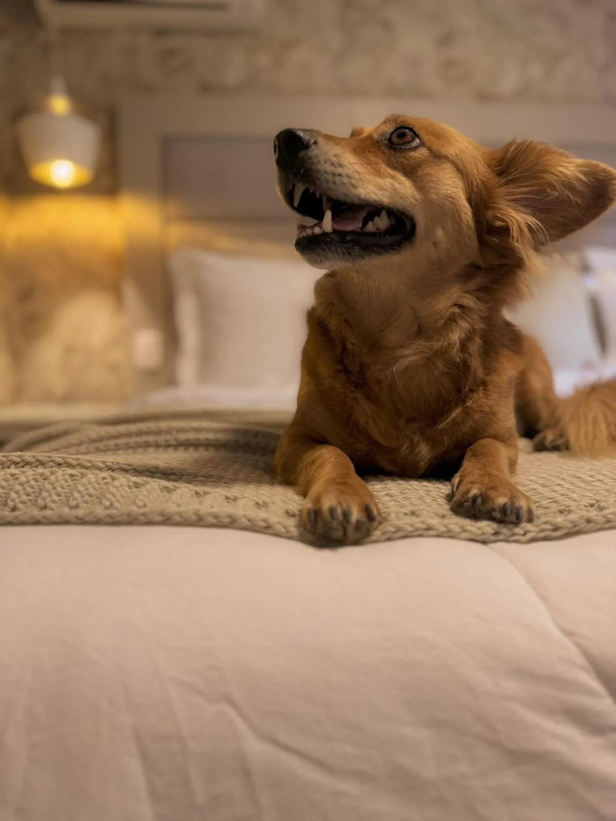Pets, Bed in Hotel Bangalôs da Serra