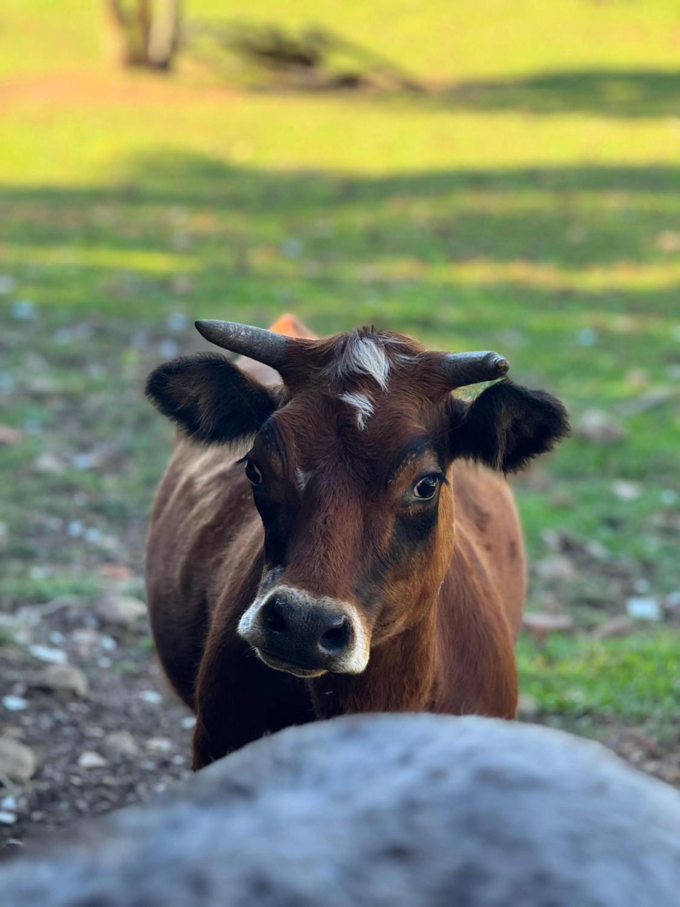 Animals in Hotel Bangalôs da Serra