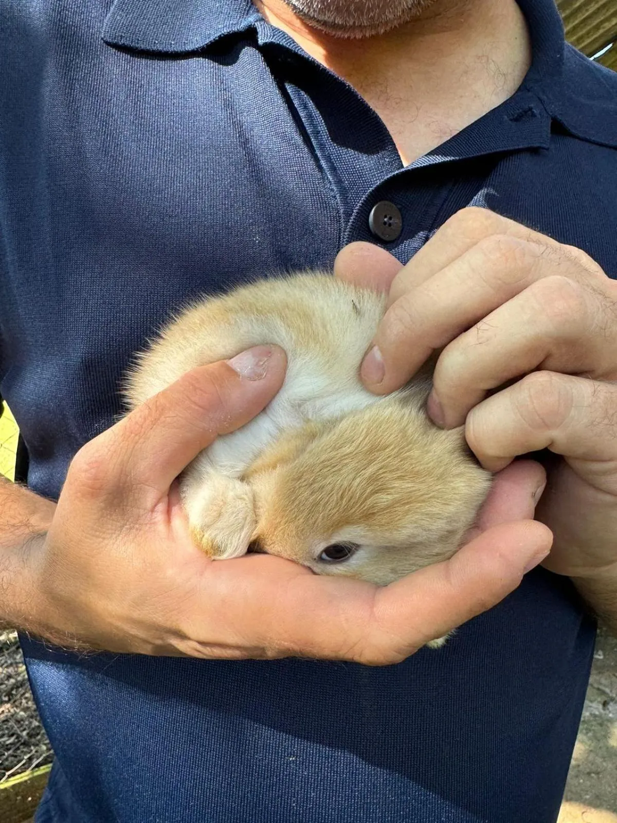 Animals in Hotel Bangalôs da Serra