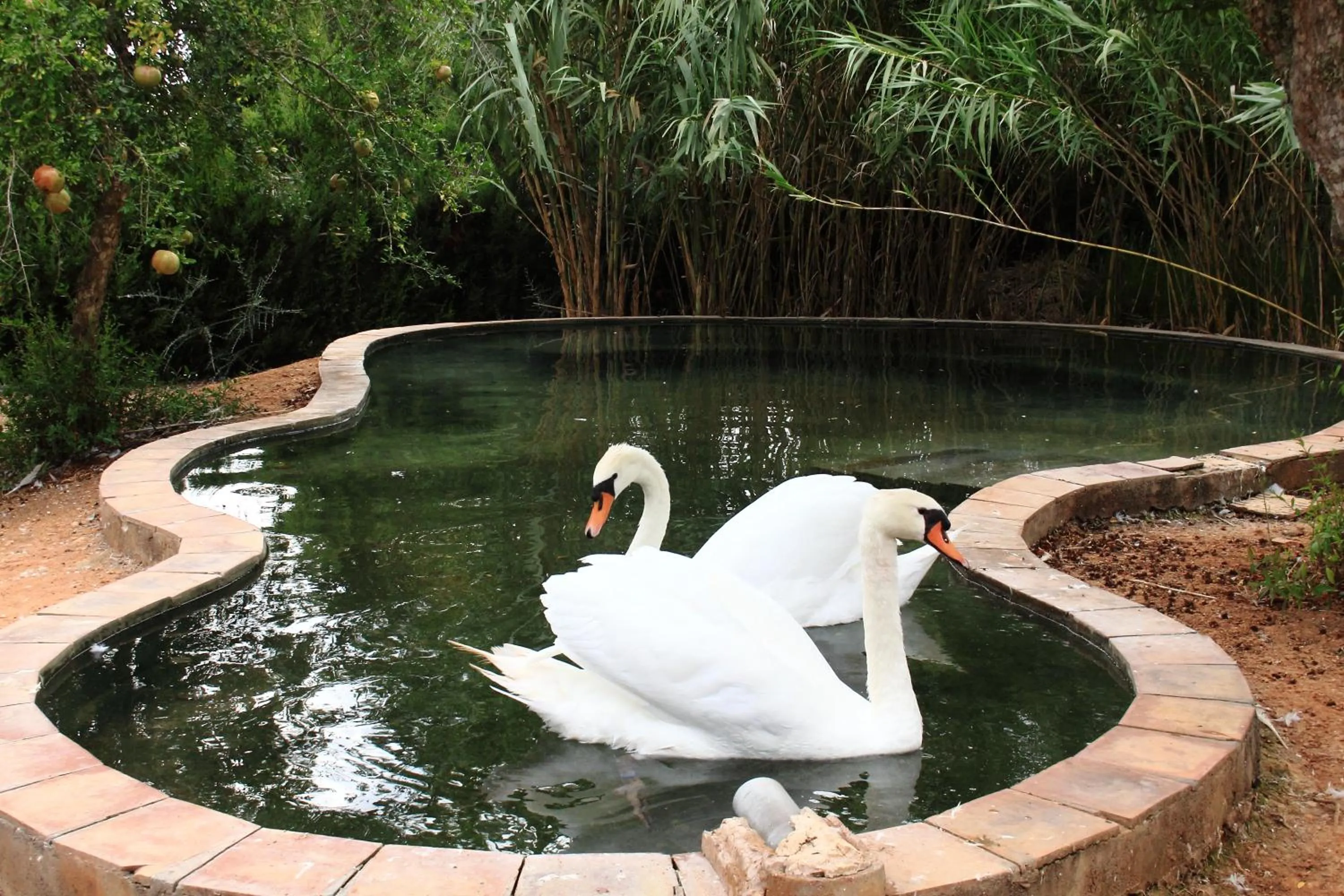 Pets in Petit Hotel Es Figueral