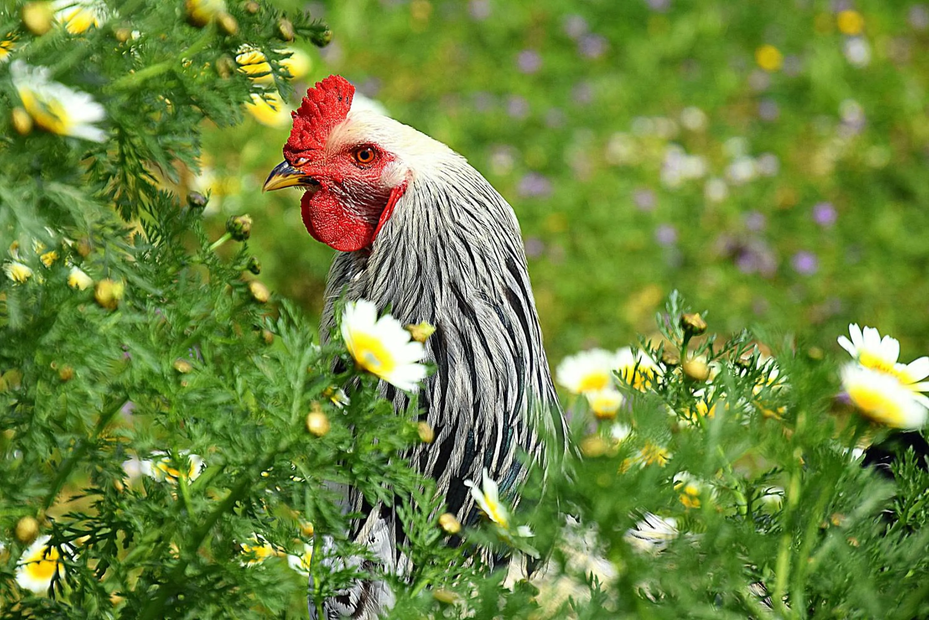 Garden in Petit Hotel Es Figueral