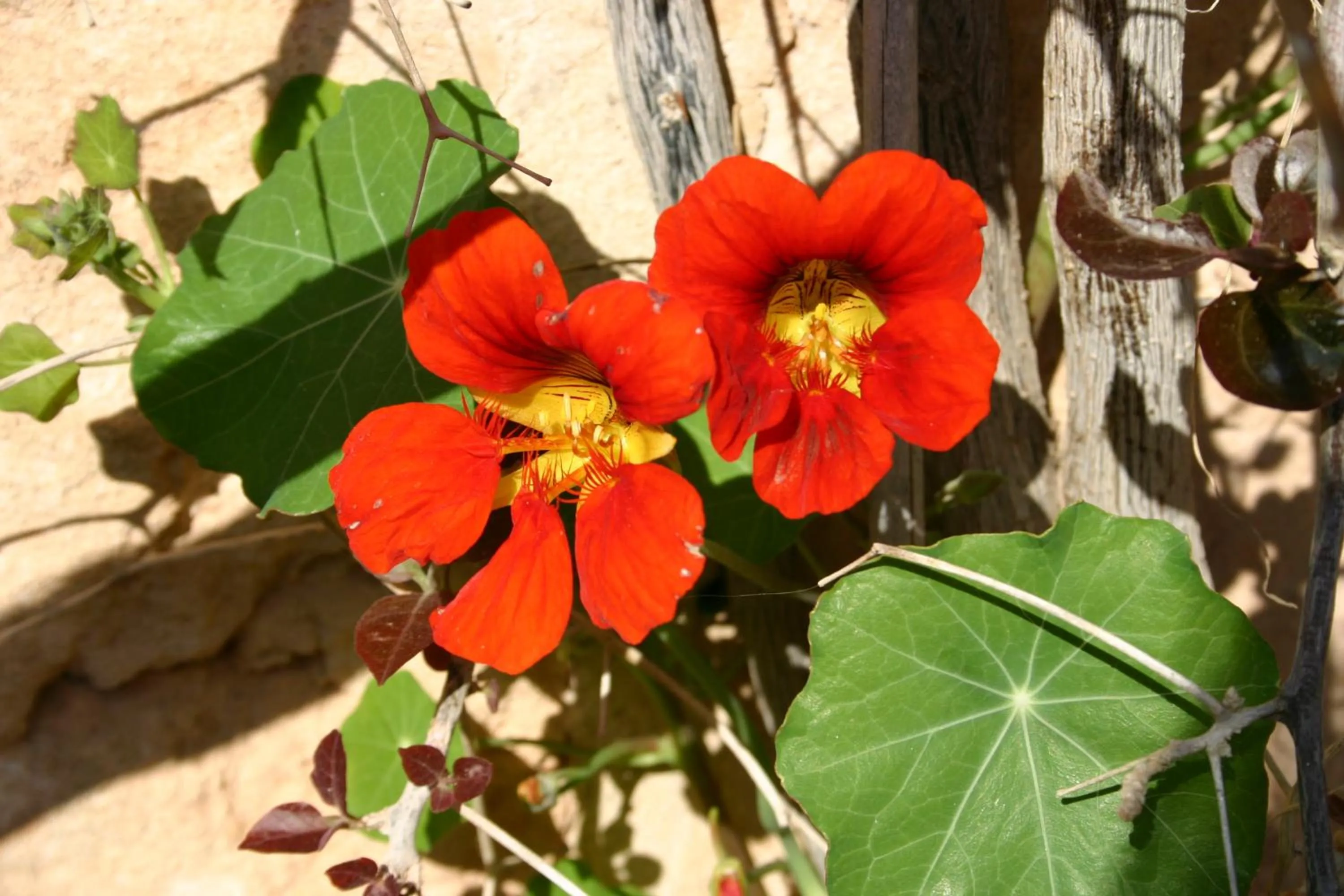 Garden in Petit Hotel Es Figueral