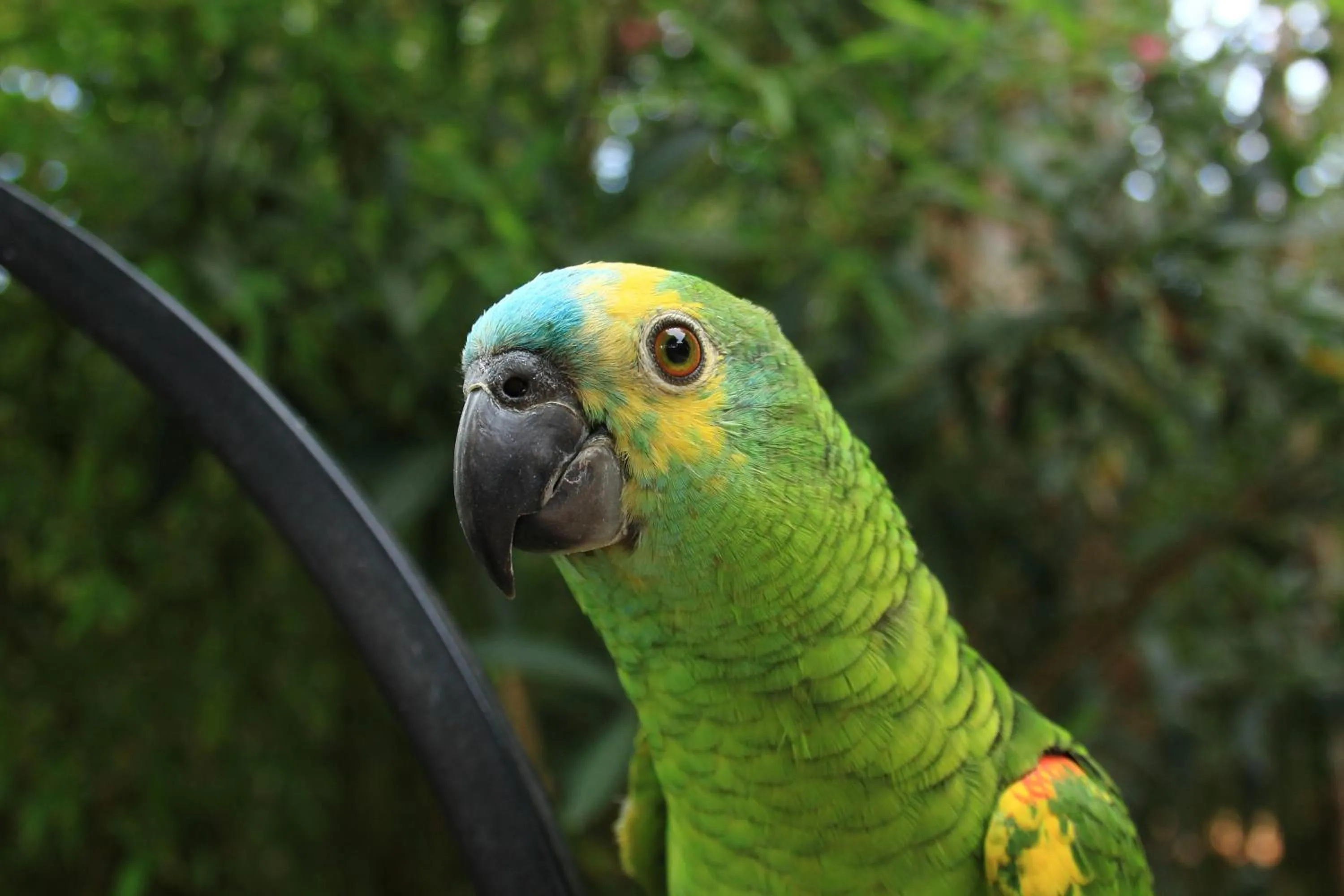 Garden in Petit Hotel Es Figueral