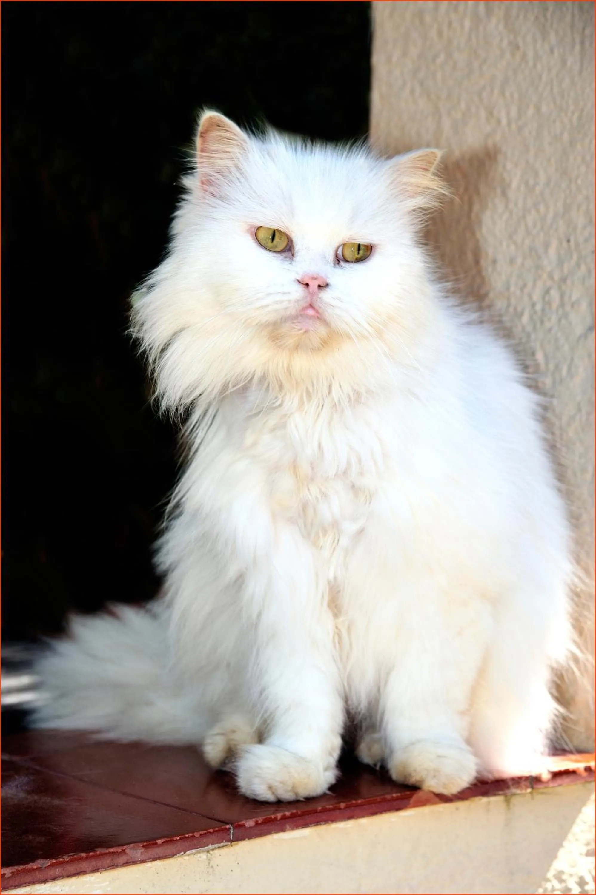 Pets in Petit Hotel Es Figueral