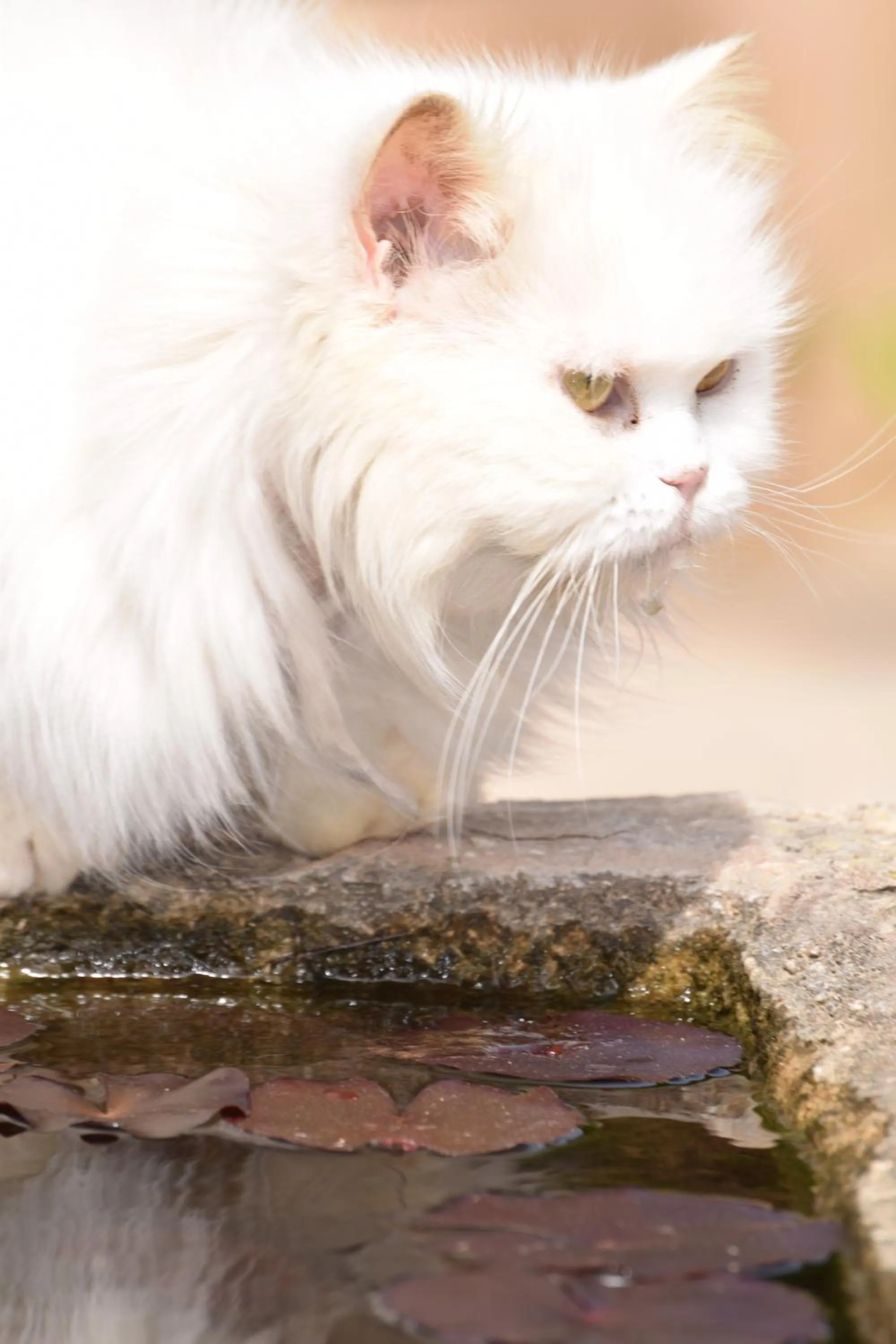 Pets in Petit Hotel Es Figueral