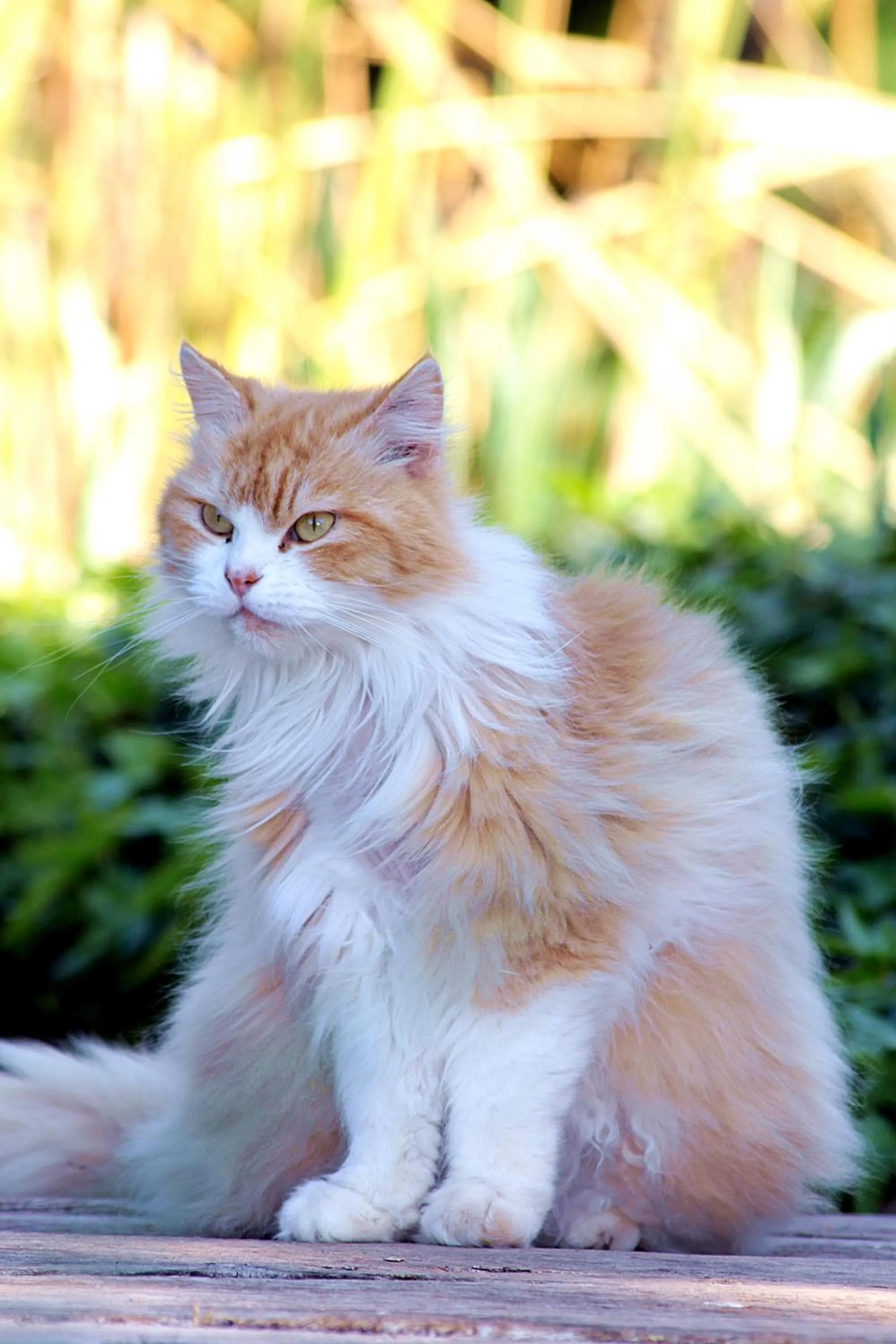 Pets in Petit Hotel Es Figueral