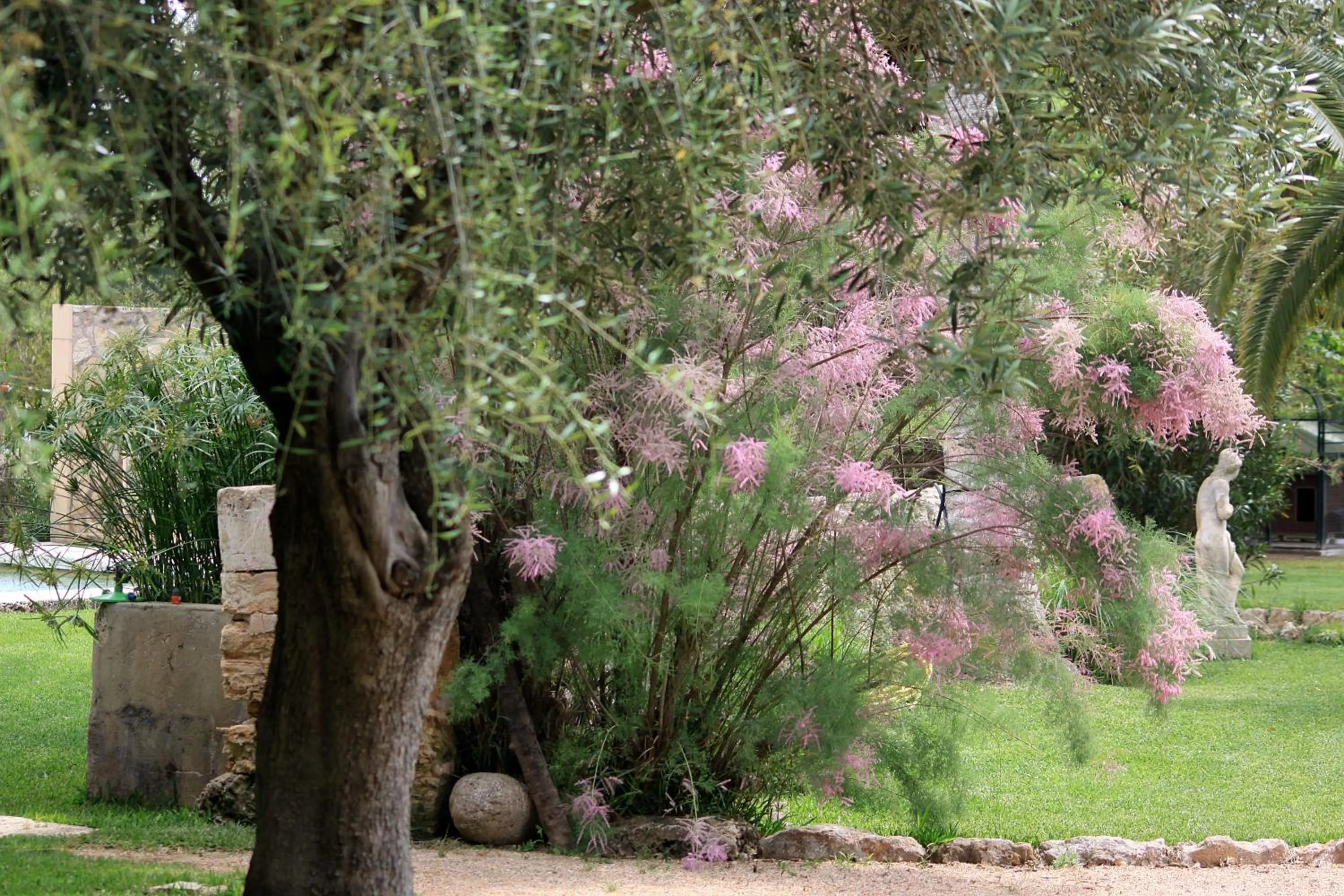 Garden in Petit Hotel Es Figueral