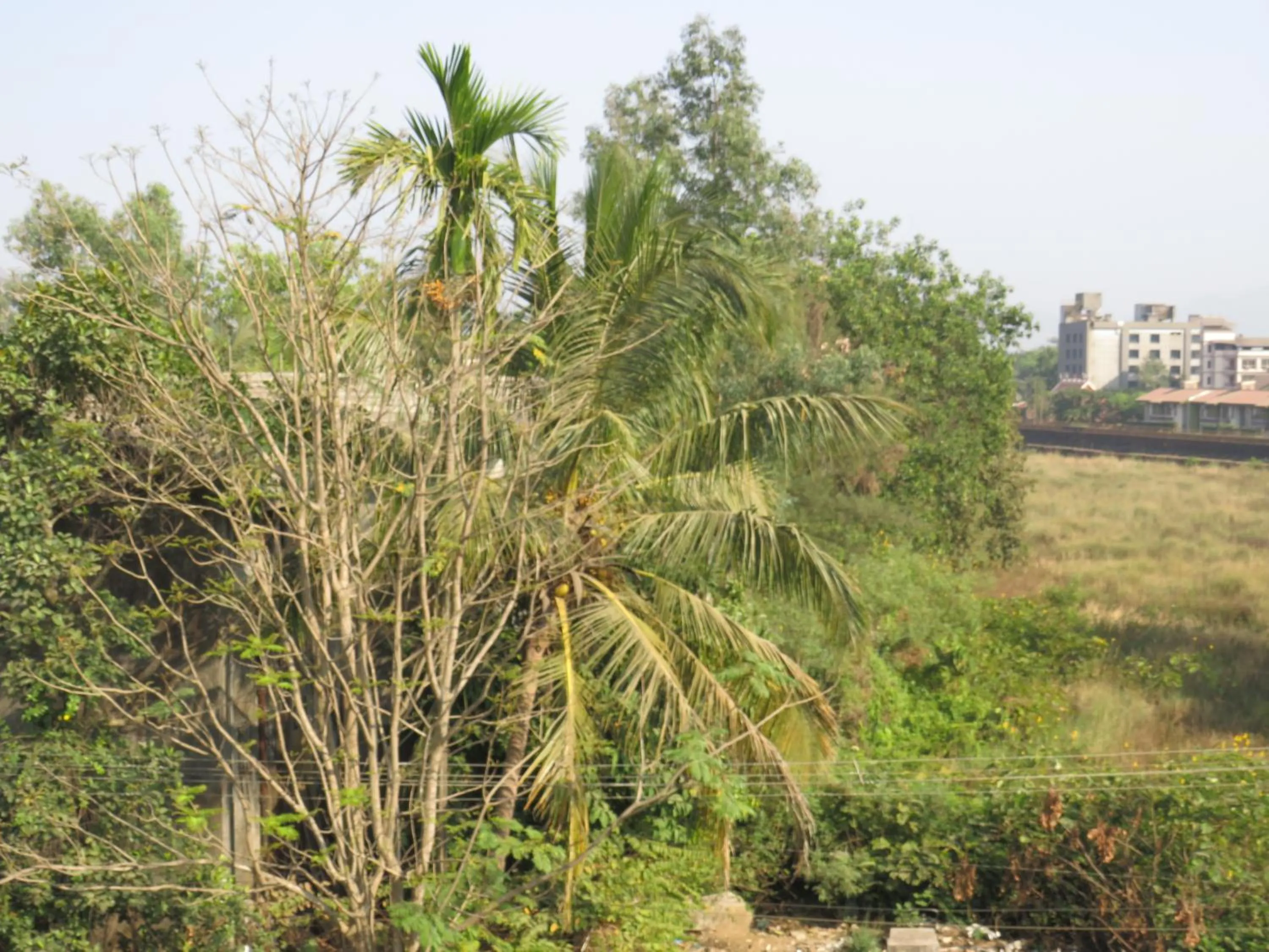 View (from property/room) in City Palace Resort