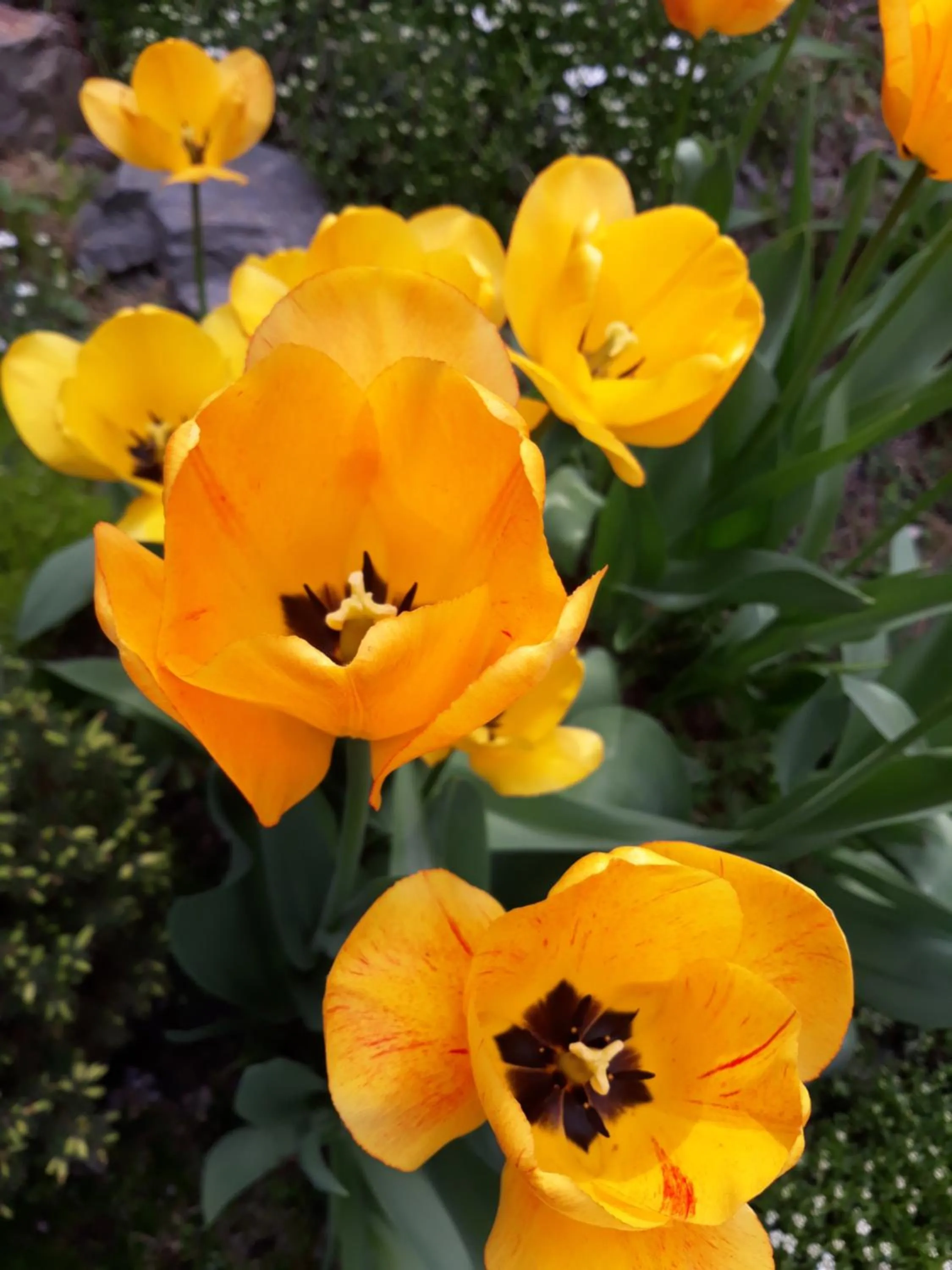 Spring in Asian Mountains