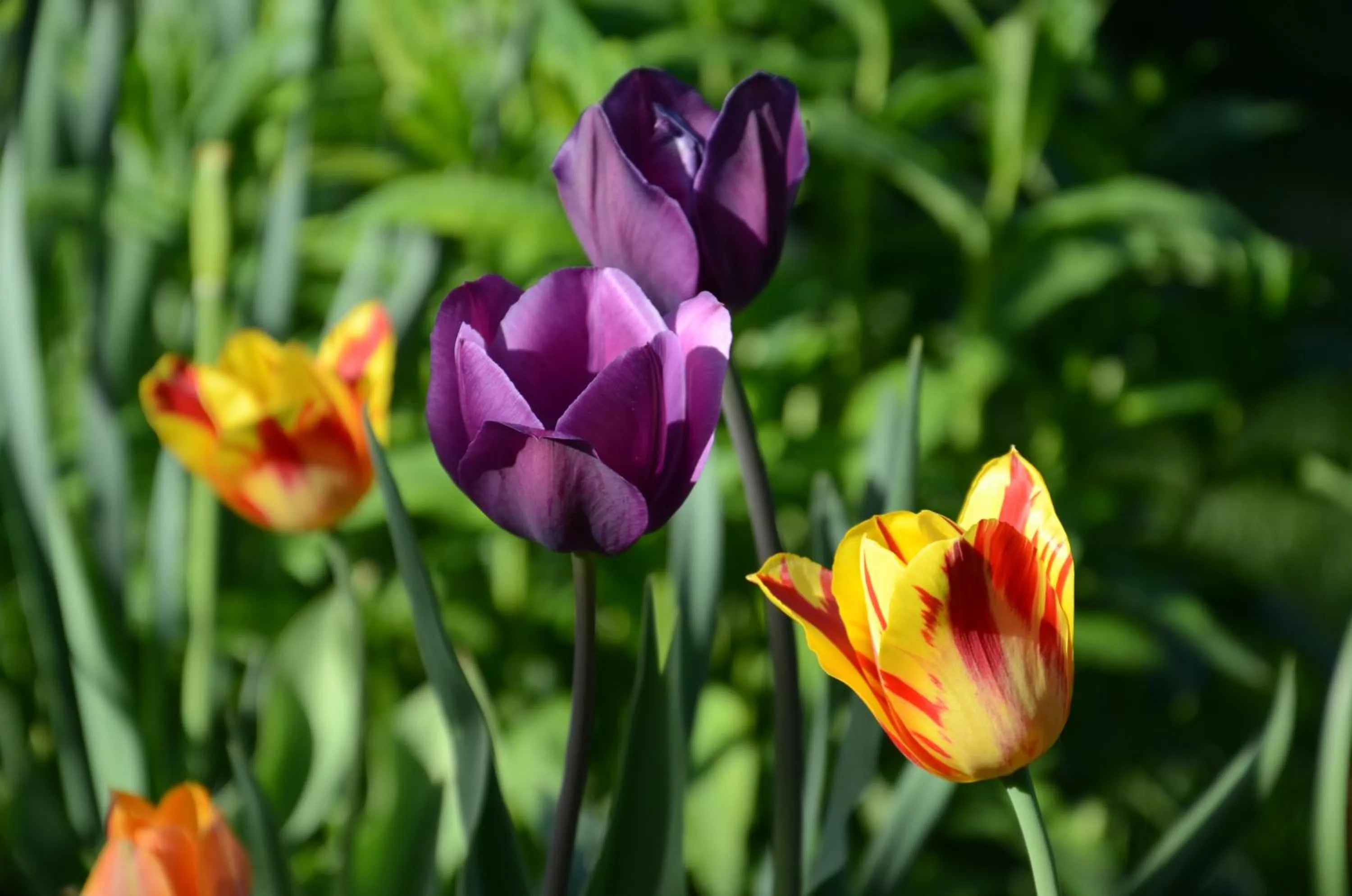 Area and facilities in Asian Mountains