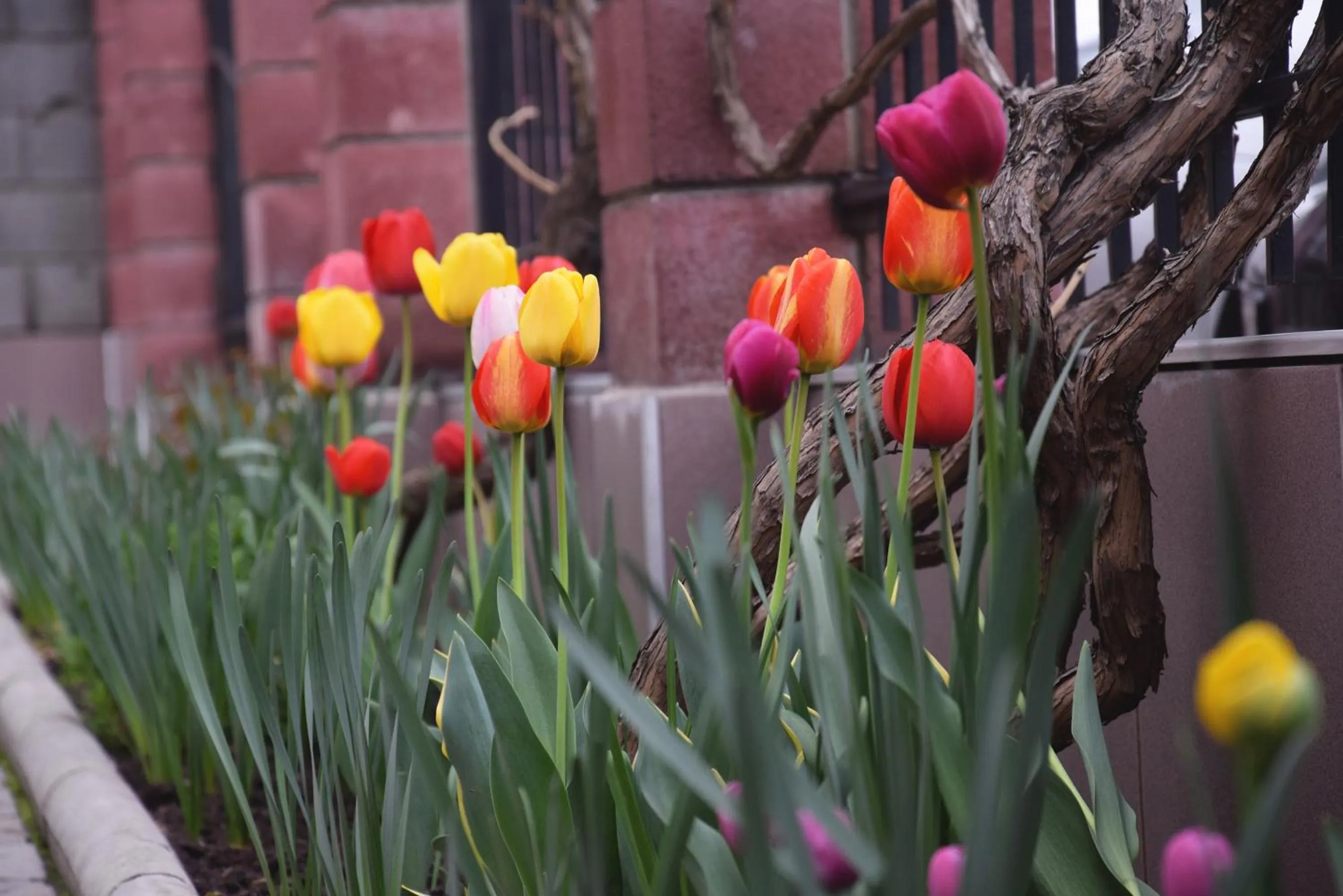 Spring in Asia Hotel