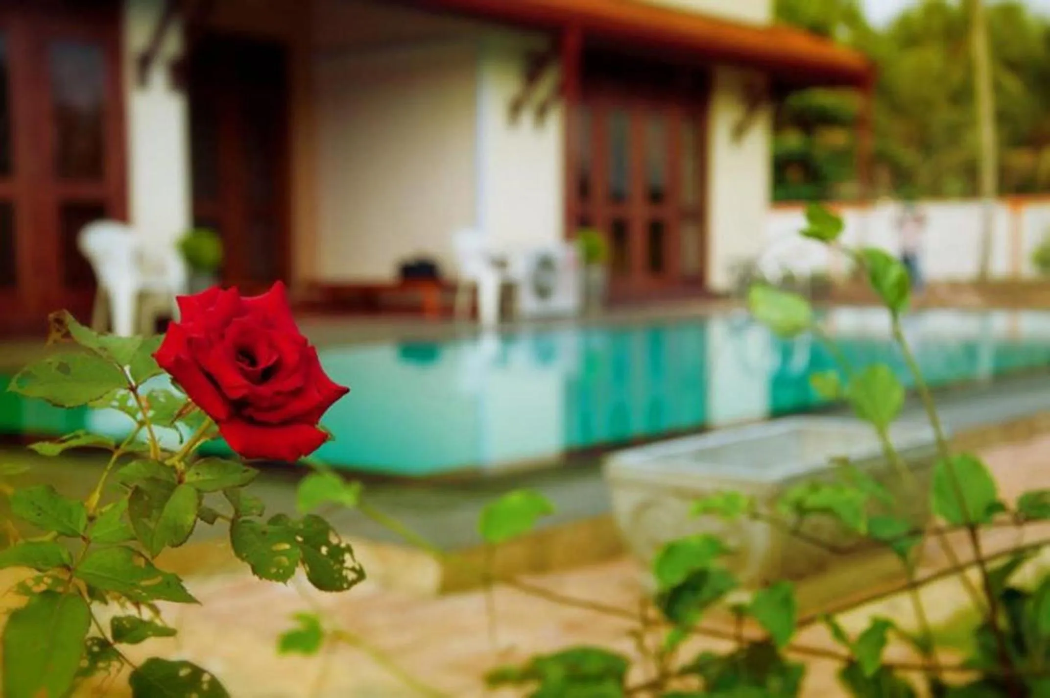 Swimming pool in Airport Villa