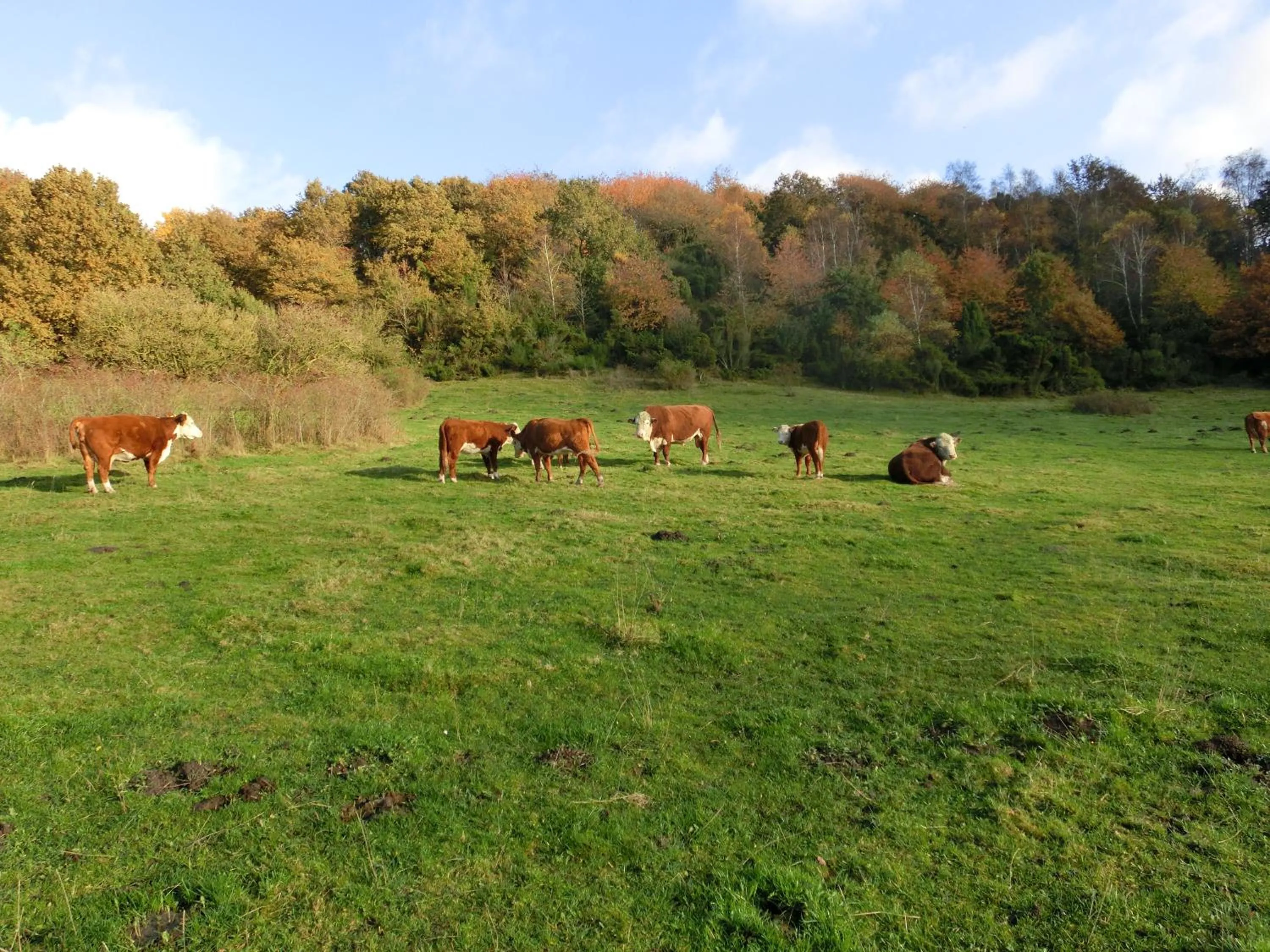 Area and facilities in Bramslevgaard