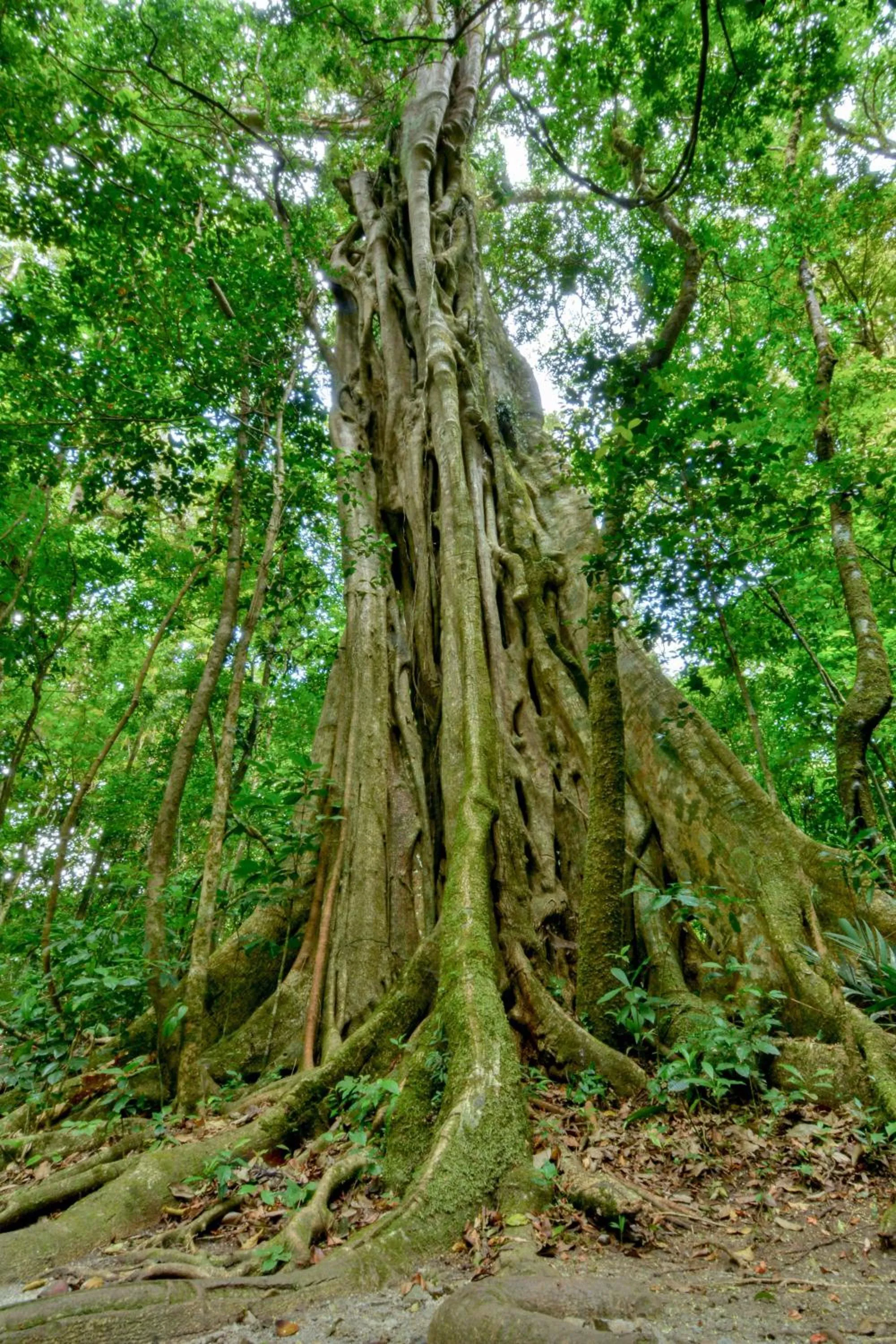 Garden in Hotel Cipreses