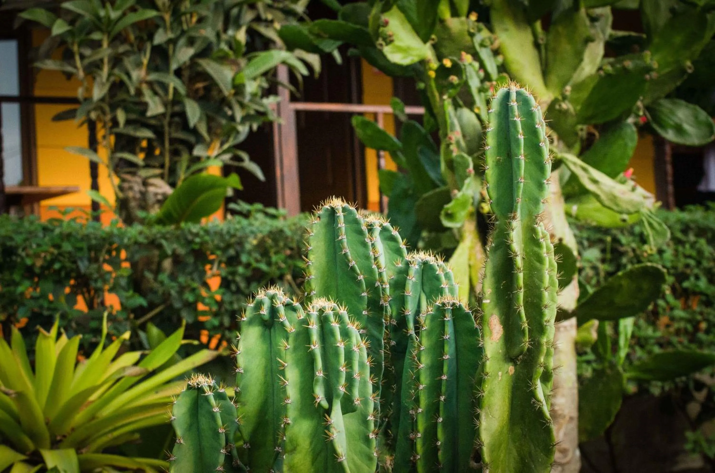 Patio in Hotel Cipreses