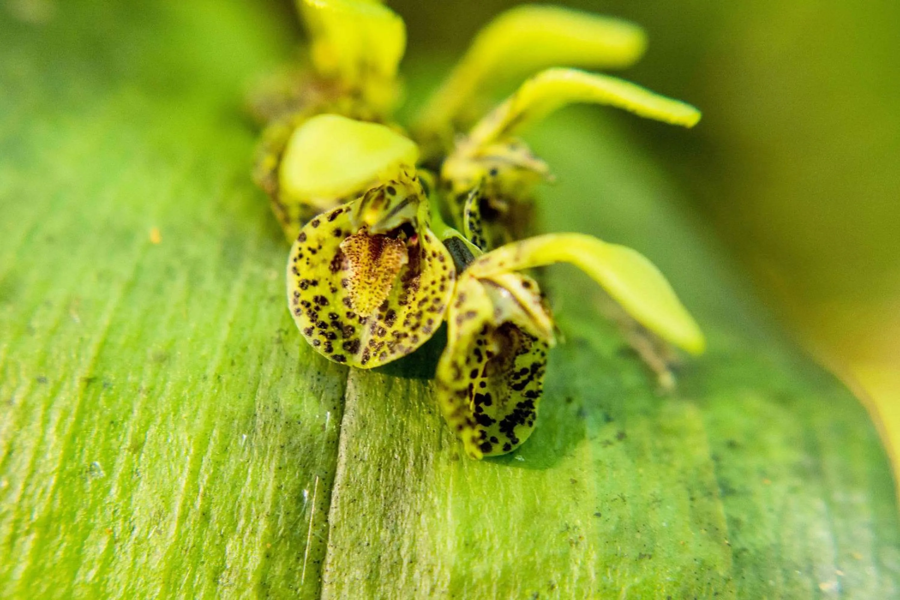Garden view in Hotel Cipreses