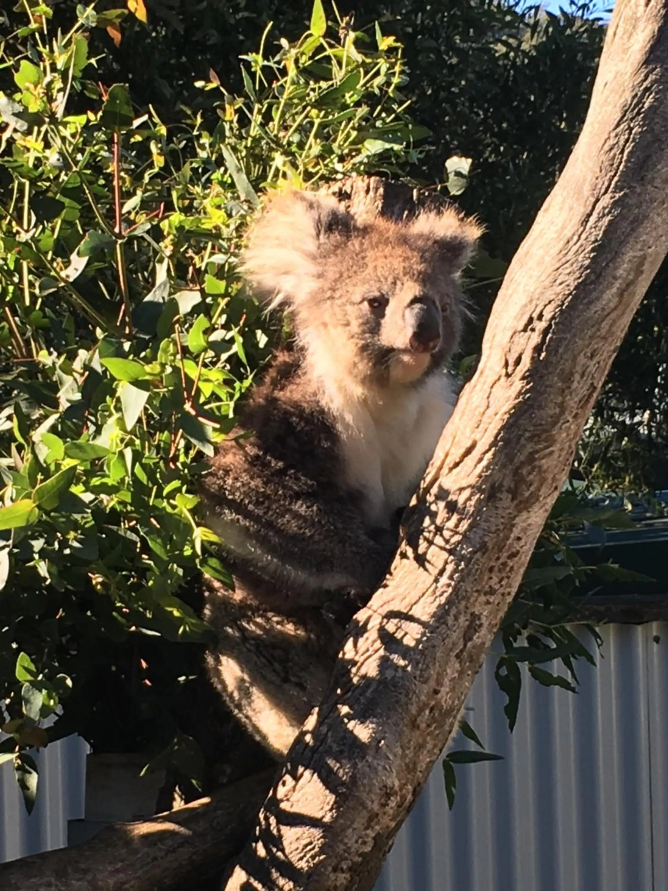 Animals in The Ark Stanley Luxury Bed and Breakfast