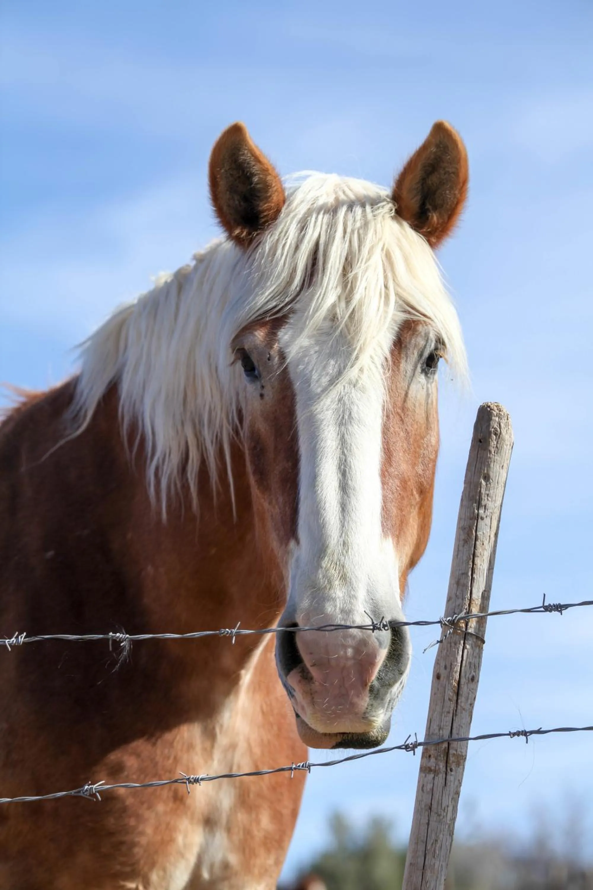 Animals in Grand Canyon Western Ranch