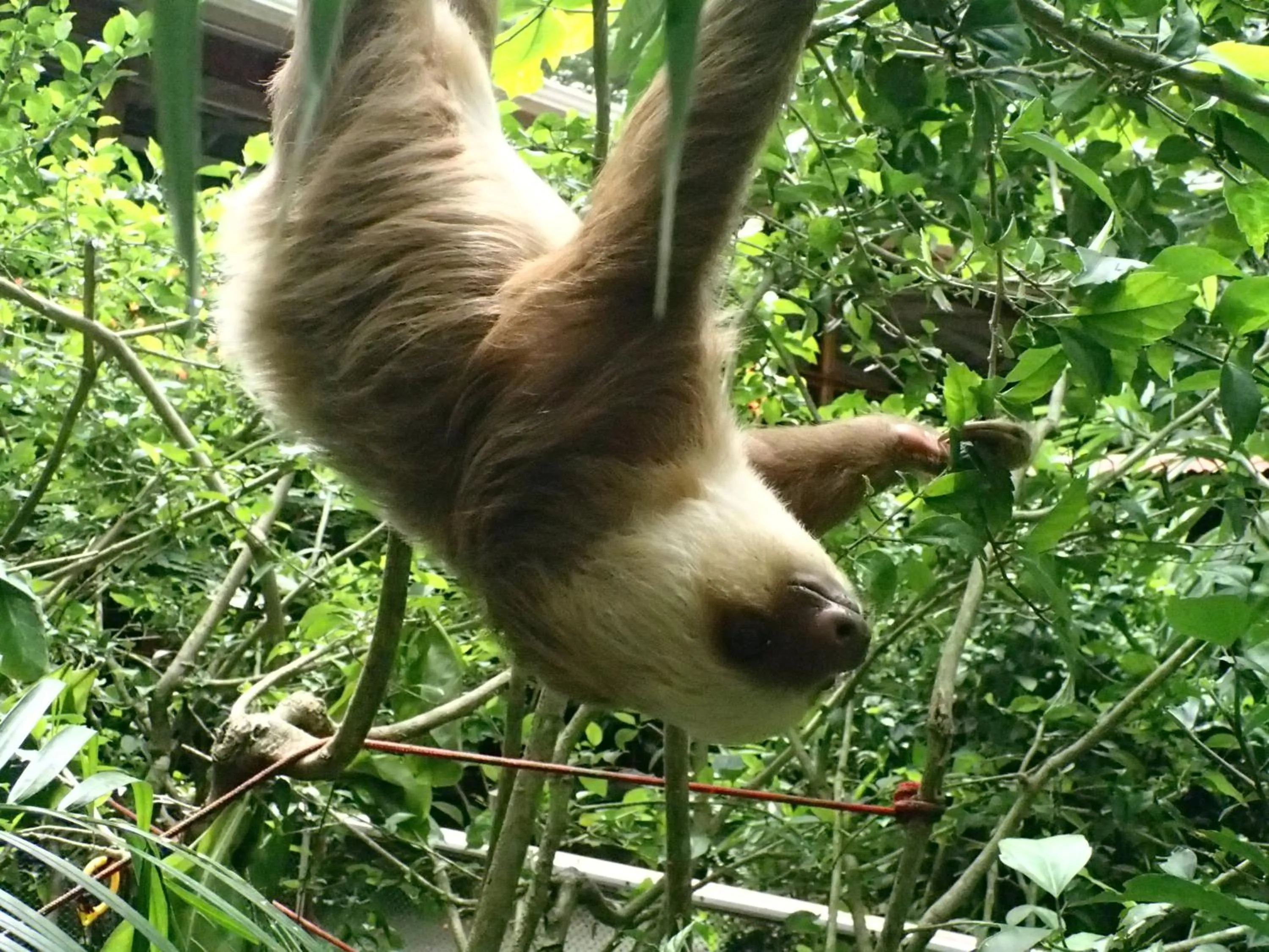 Animals in Tierra de Sueños Lodge & Wellness Center