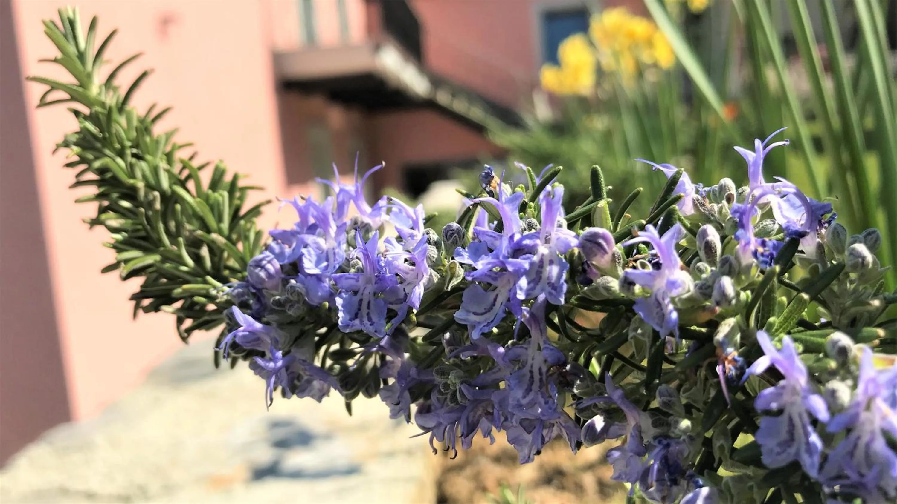 Garden in Vila Burbonka
