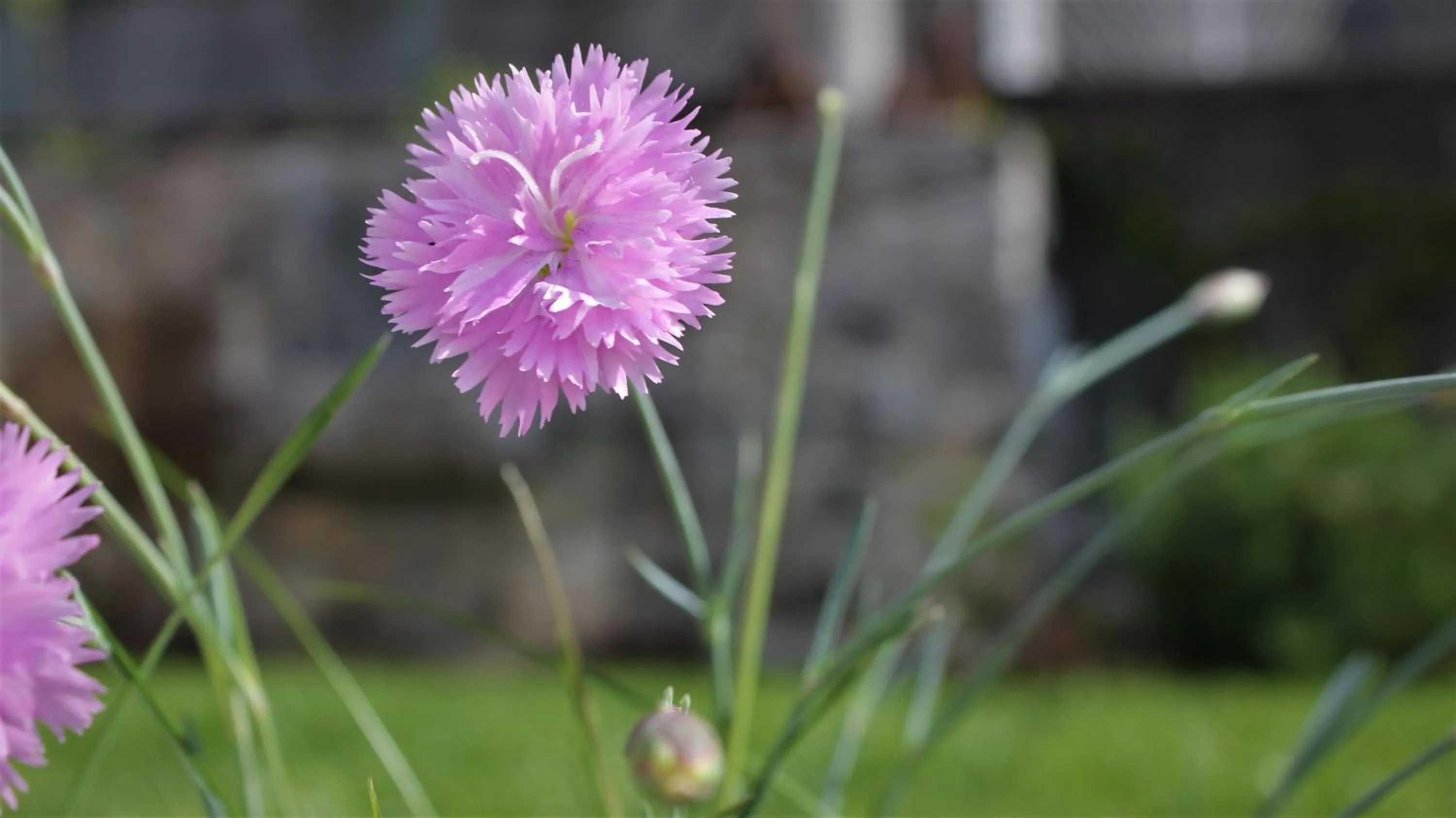 Garden in Vila Burbonka