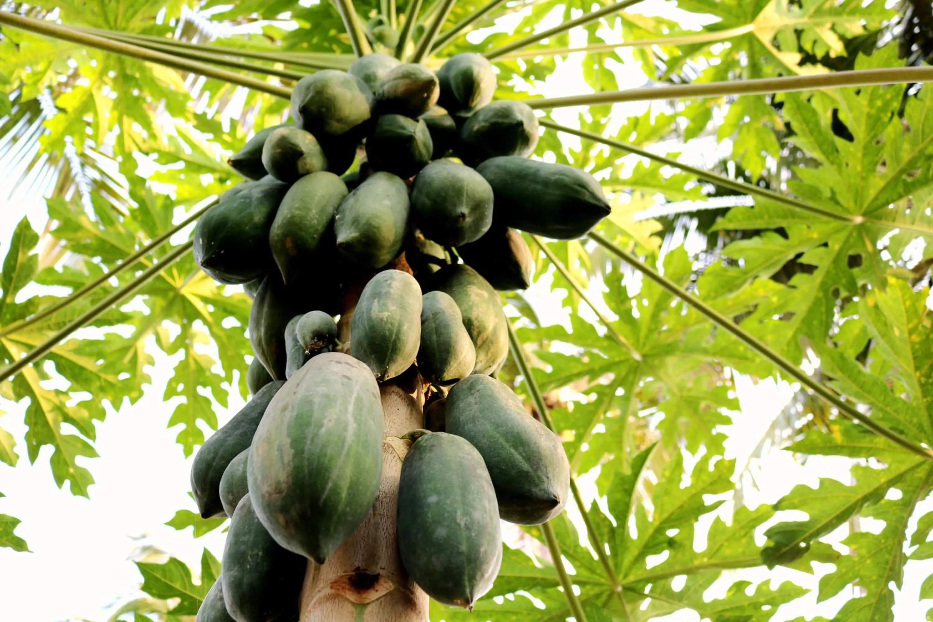 Food in Jasminn Hotel - AM Hotel Kollection