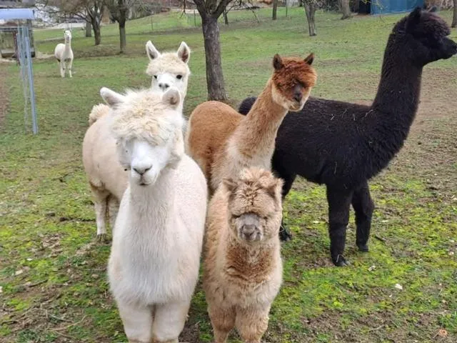 Property building in Landhotel Oßwald