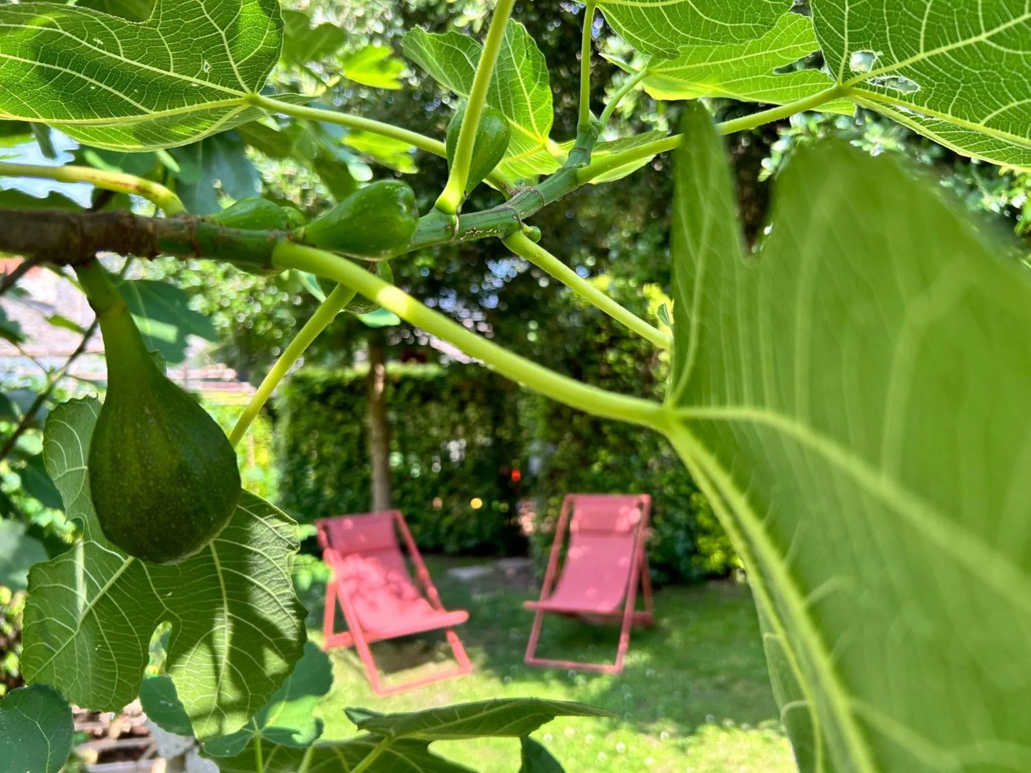 Garden in B&B Contrast