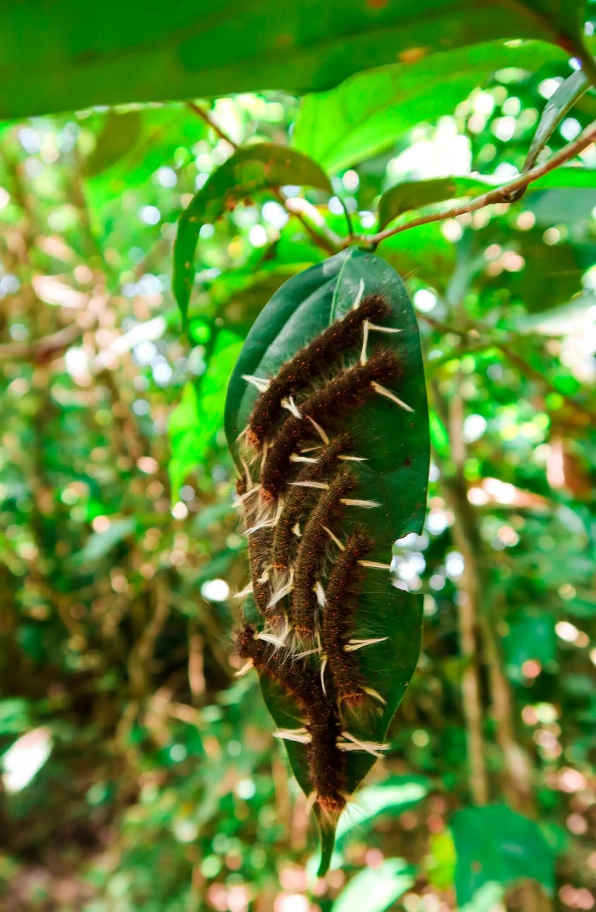 Animals in Hotel Hoja de Oro Corcovado