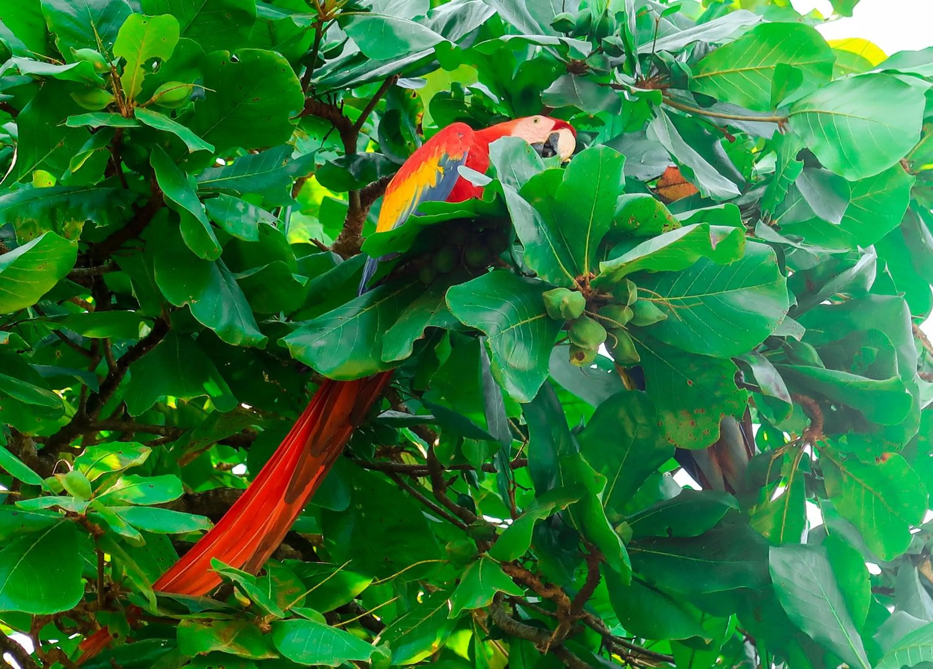 Animals in Hotel Hoja de Oro Corcovado