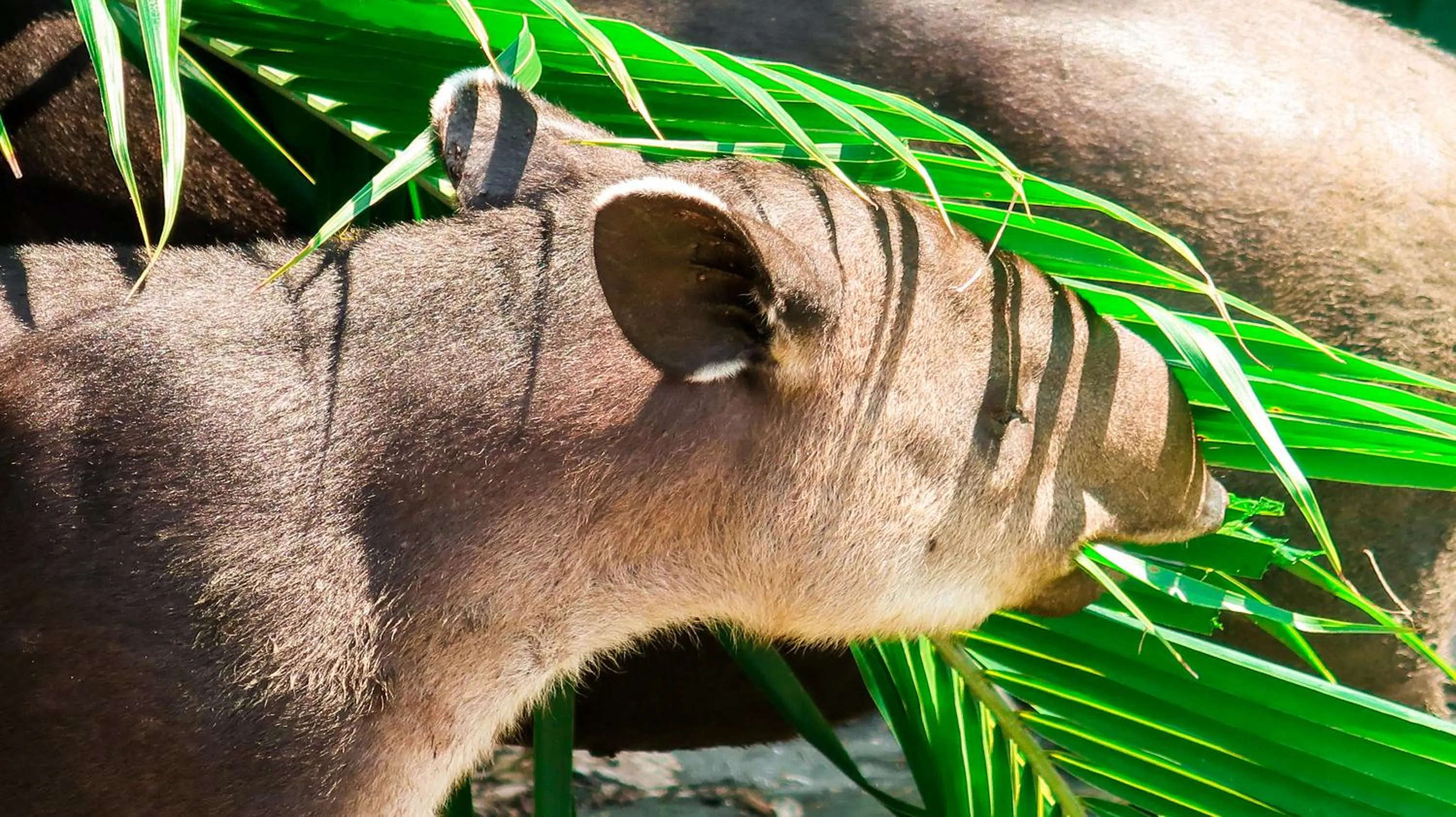 Animals in Hotel Hoja de Oro Corcovado