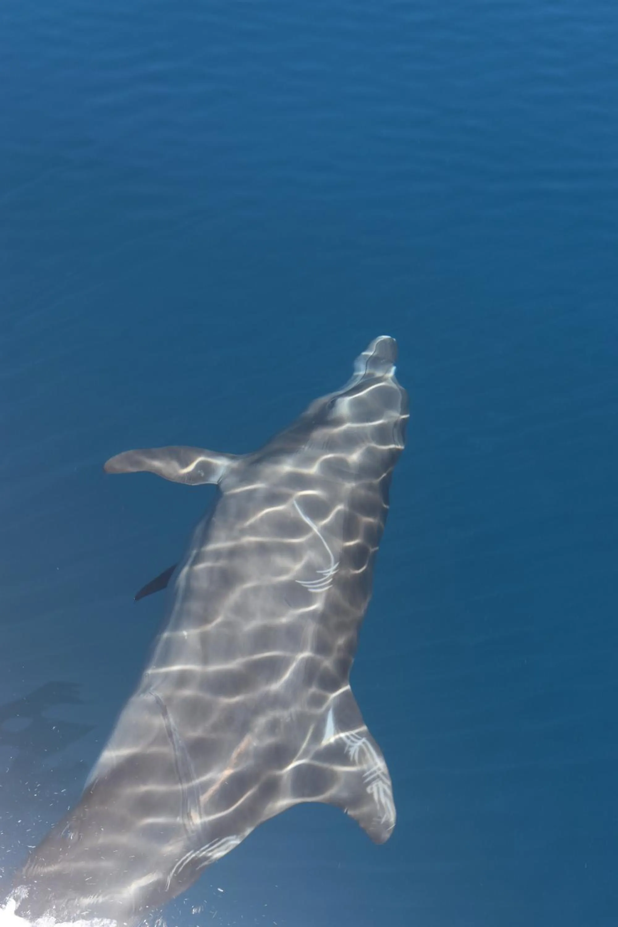 Snorkeling in Hotel Hoja de Oro Corcovado