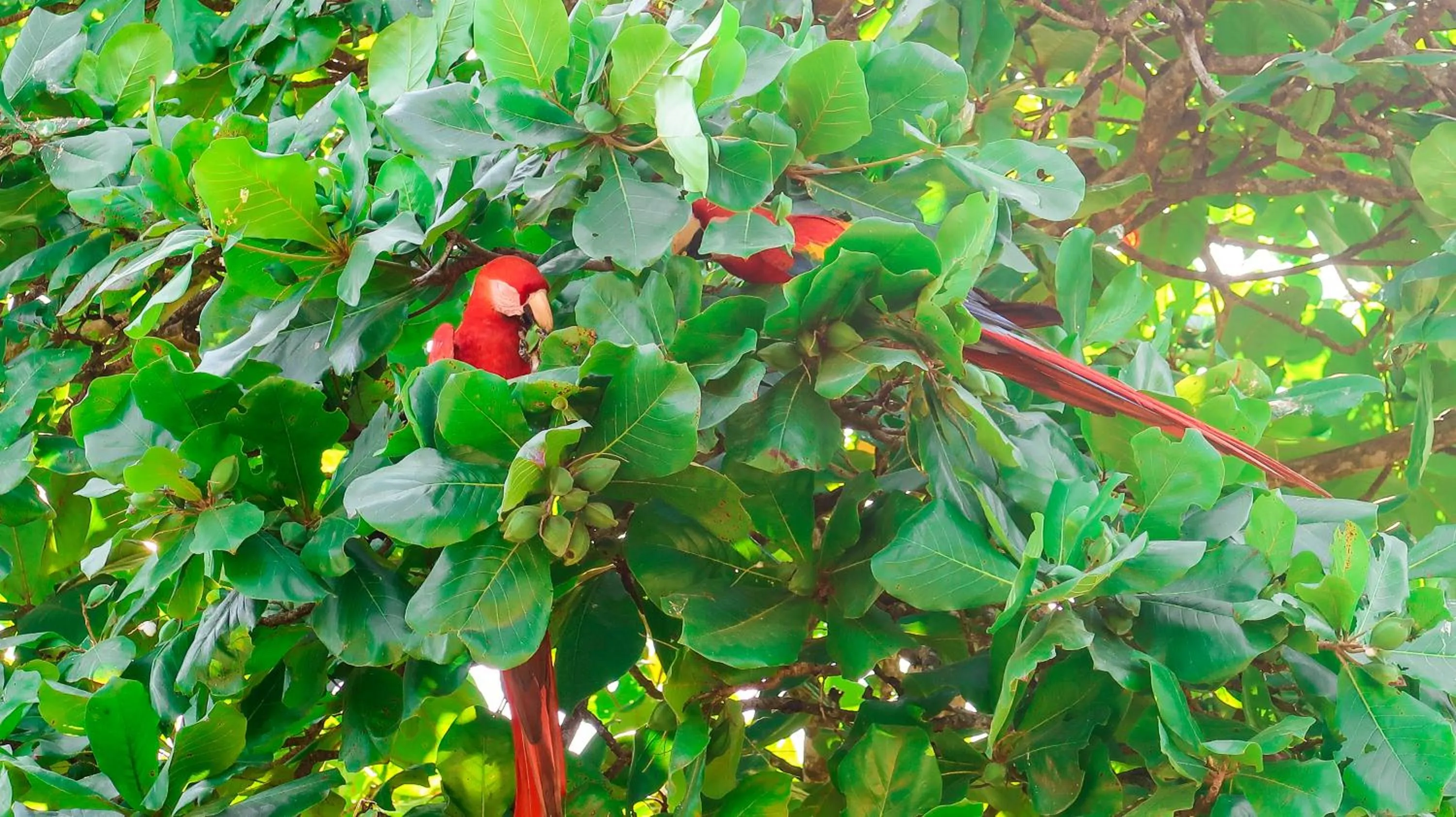 Entertainment in Hotel Hoja de Oro Corcovado