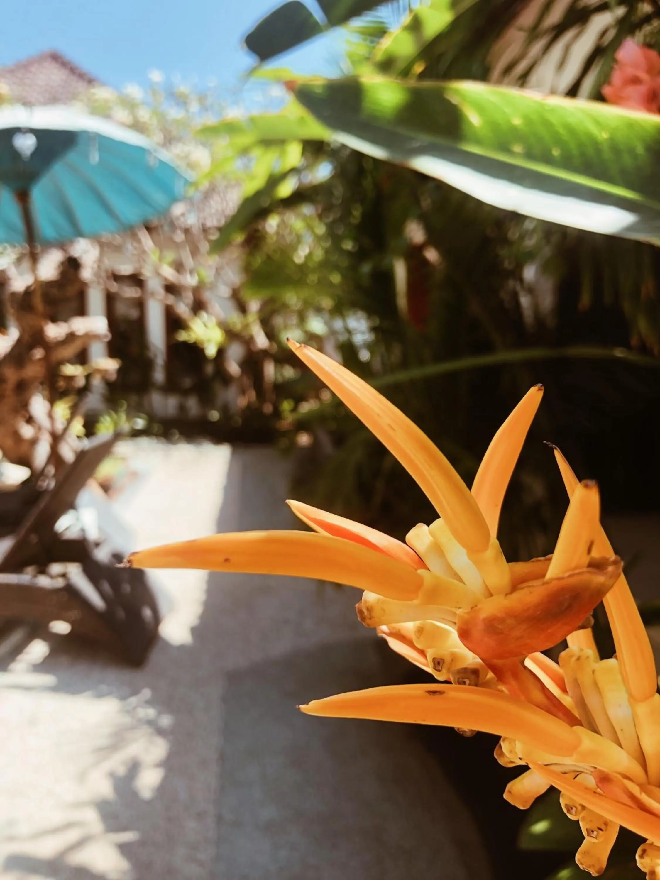 Garden in Kalua Boutique Bungalows