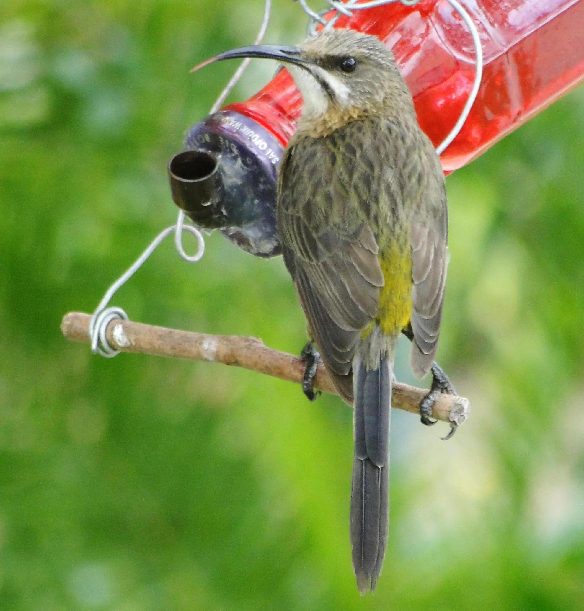 Garden in Aalkie's Dream