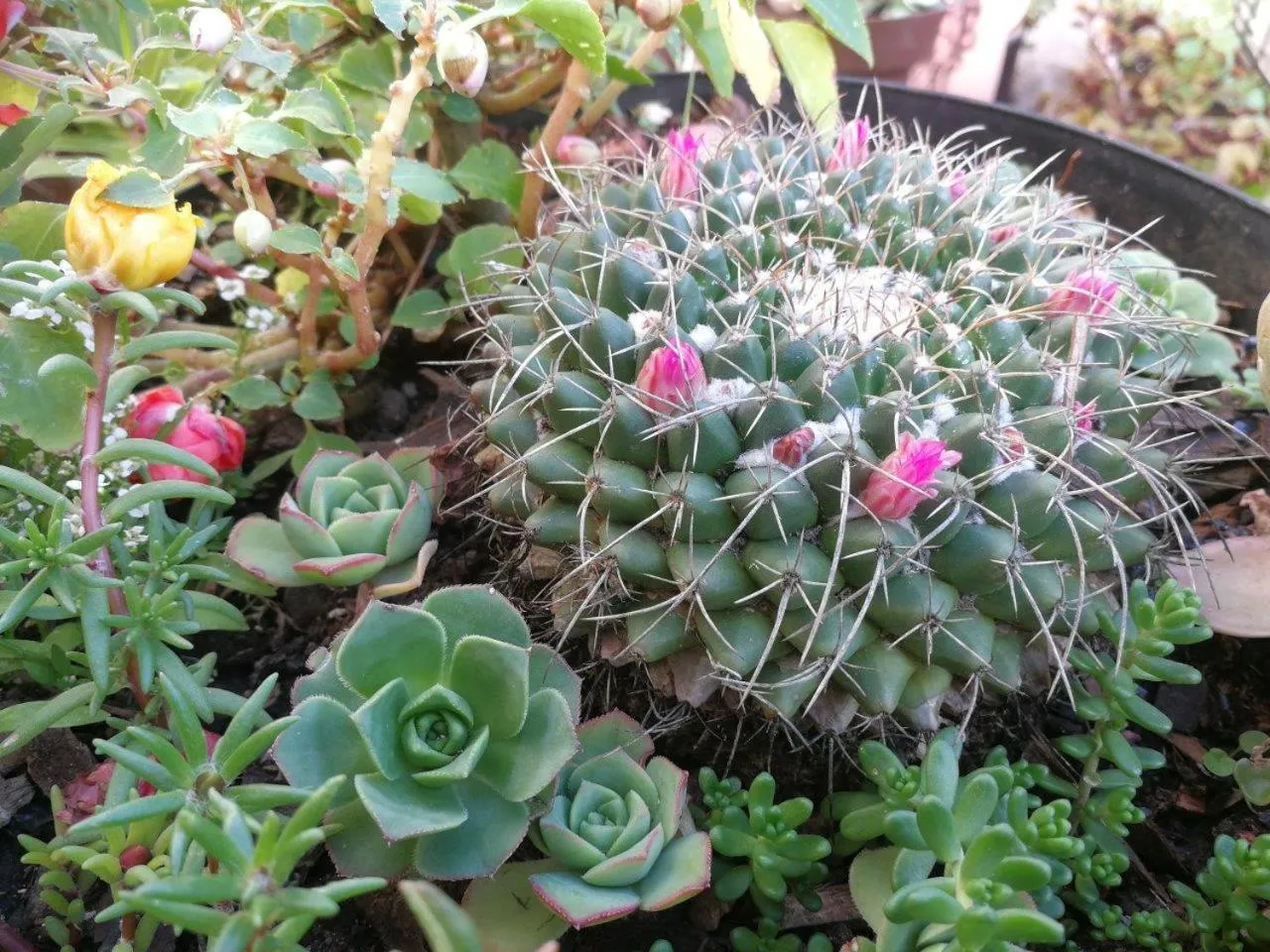 Garden view in Aalkie's Dream